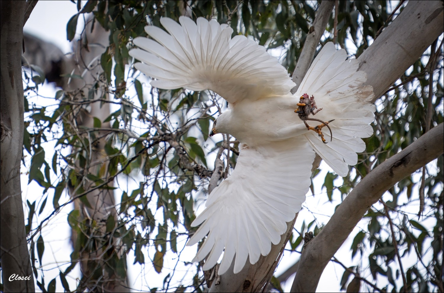 Goshawk with rat r.jpg