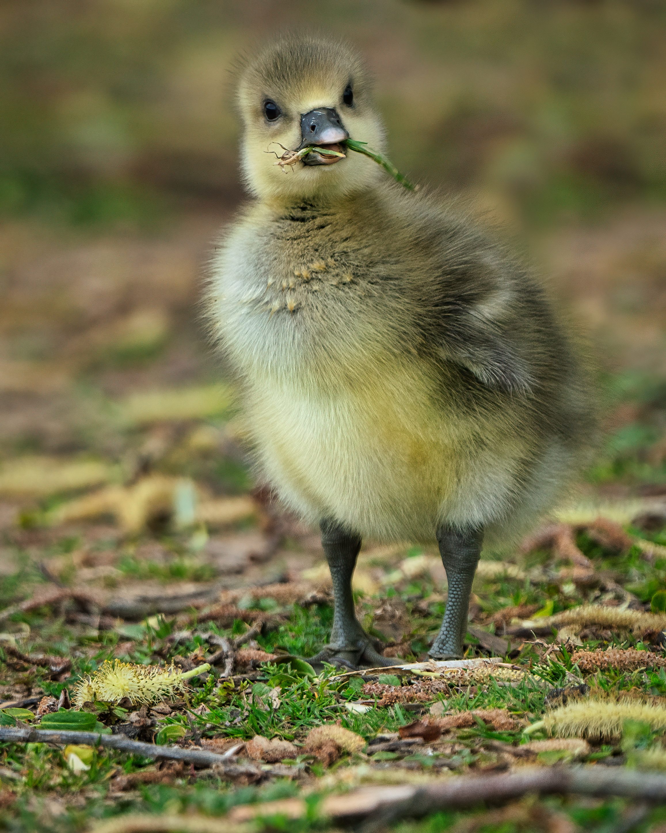 Gosling