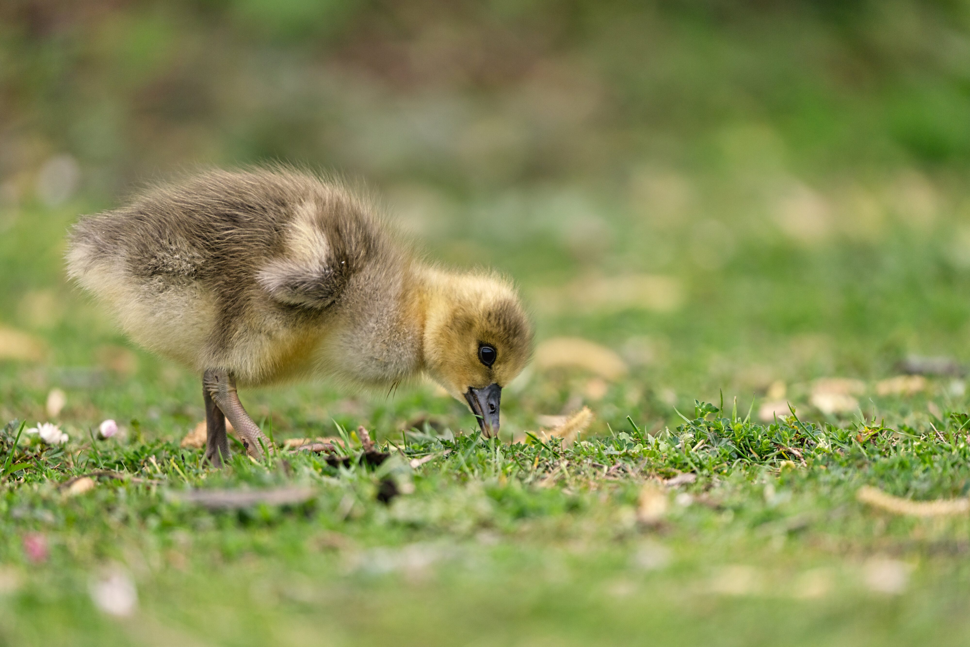 Gosling