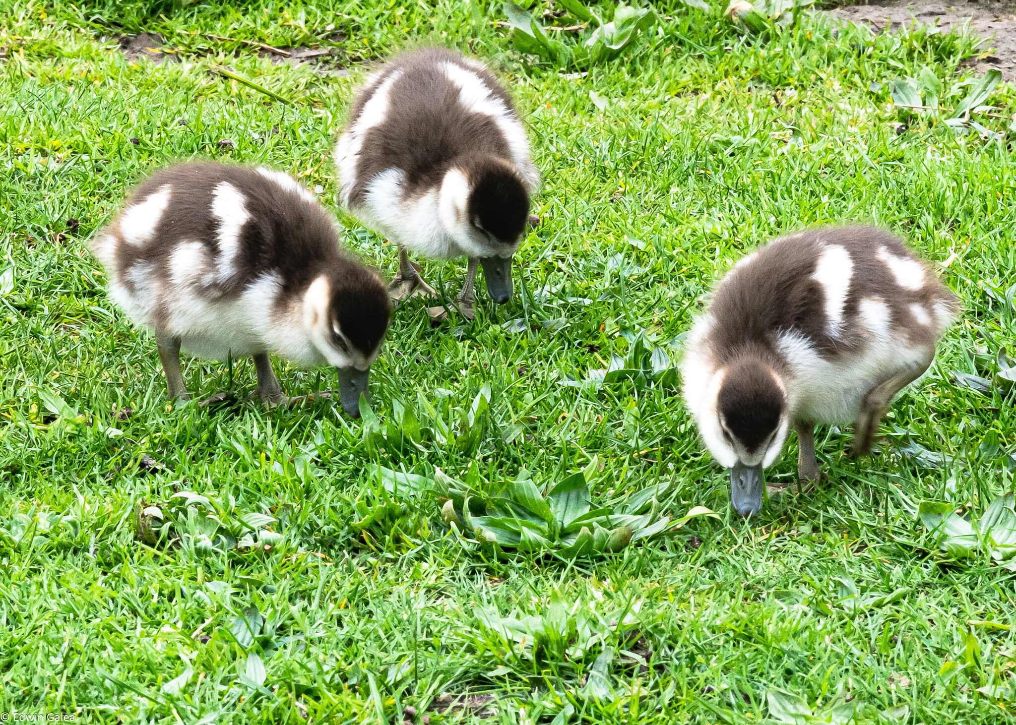 goslings-1.jpg