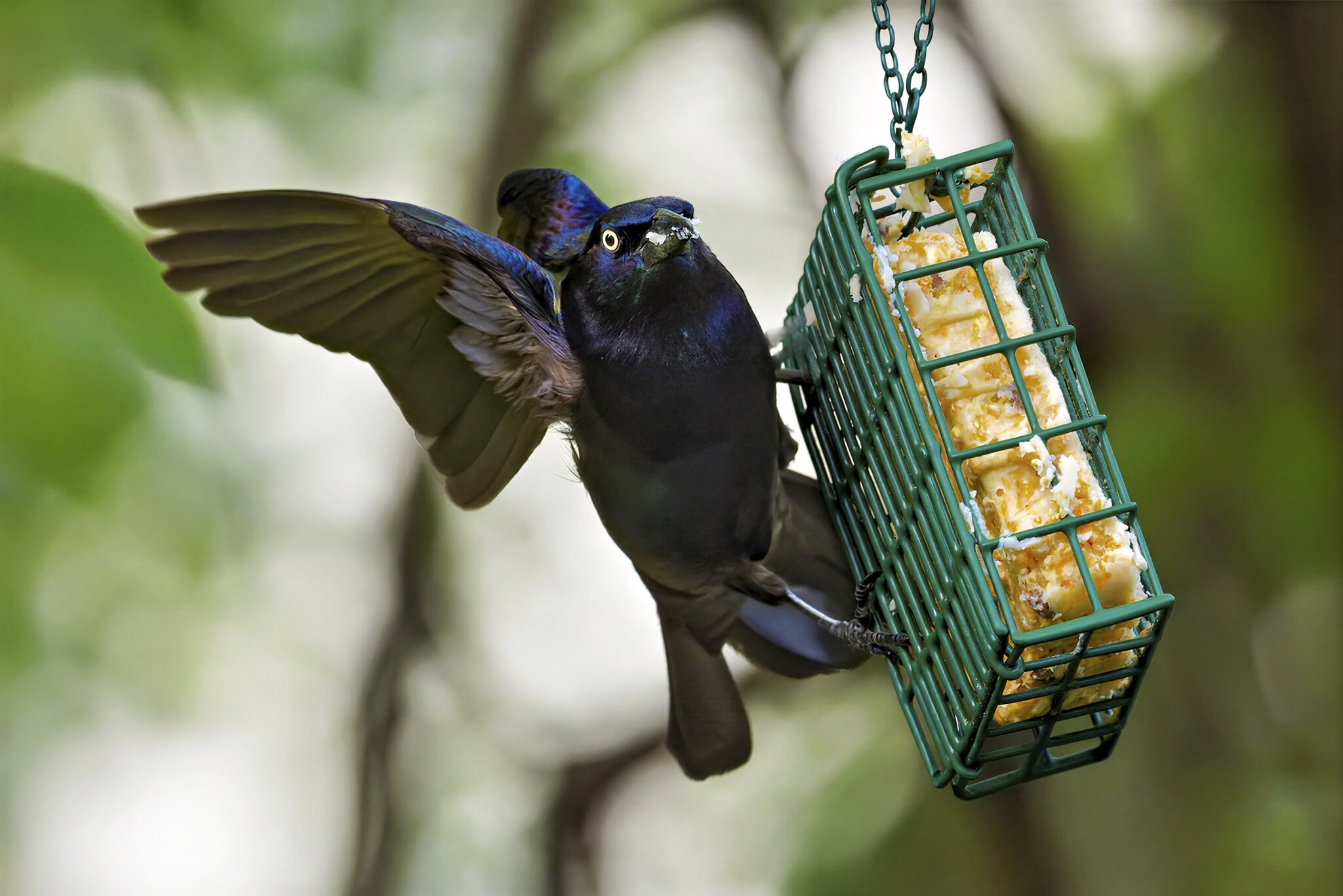 Grackle2.jpg