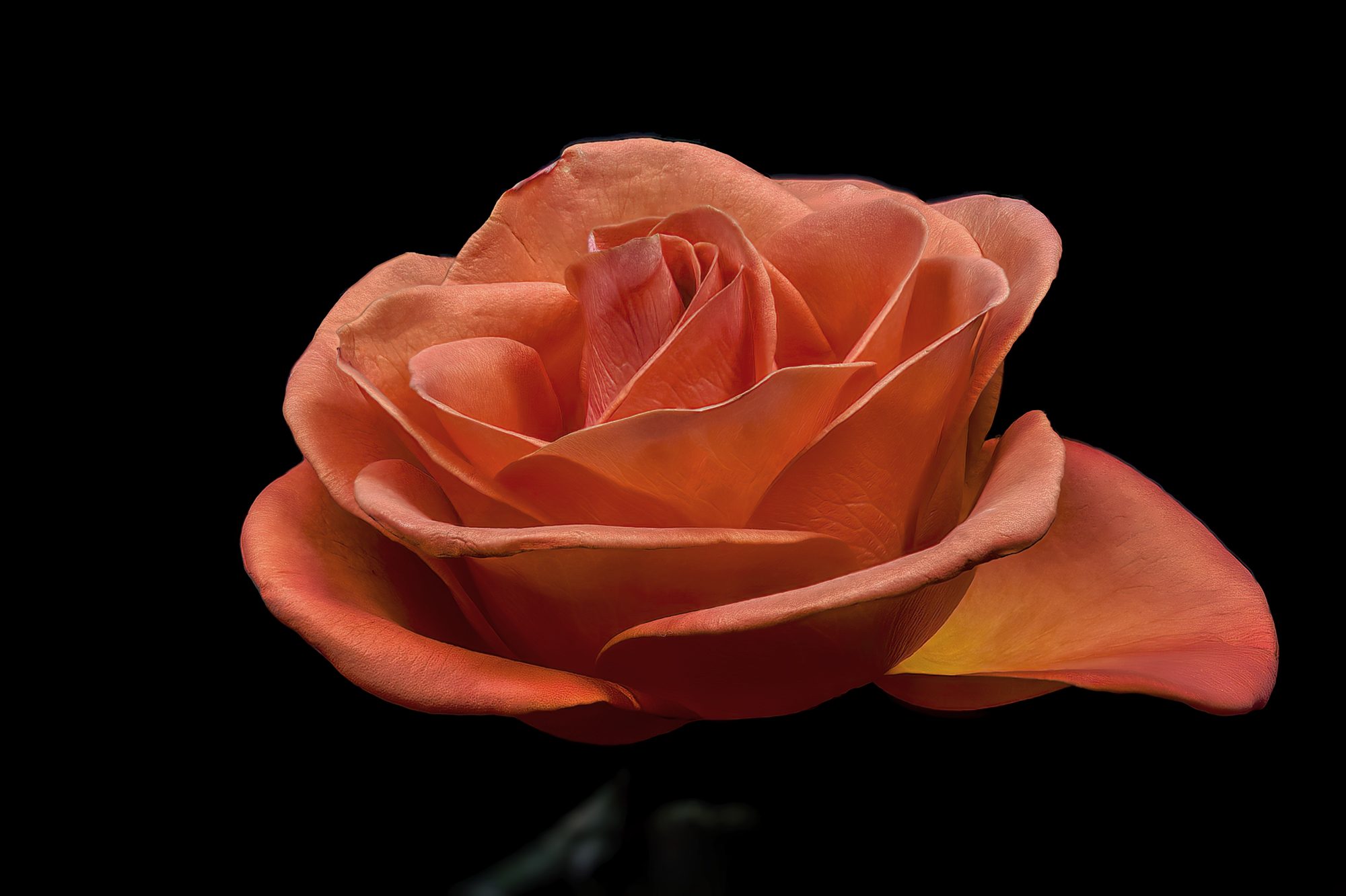 Grandeur of A Rose.jpg