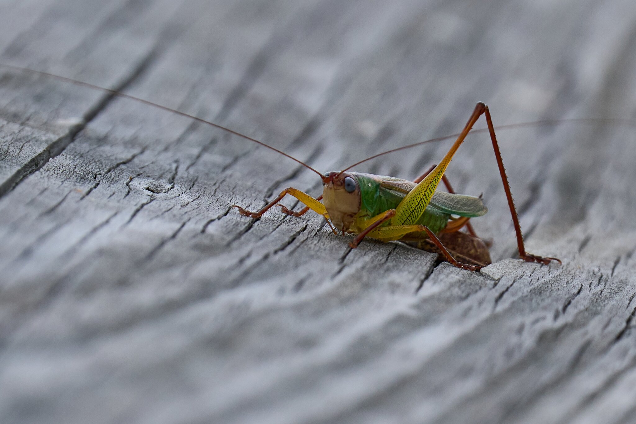 Grasshopper - Russell Peterson - 09302023 - 04- DN.jpg