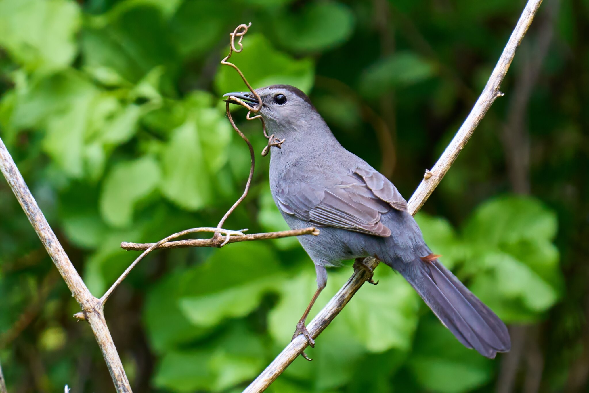 Gray Catbird - Chester Park - 04262023 - 02- DN.jpg