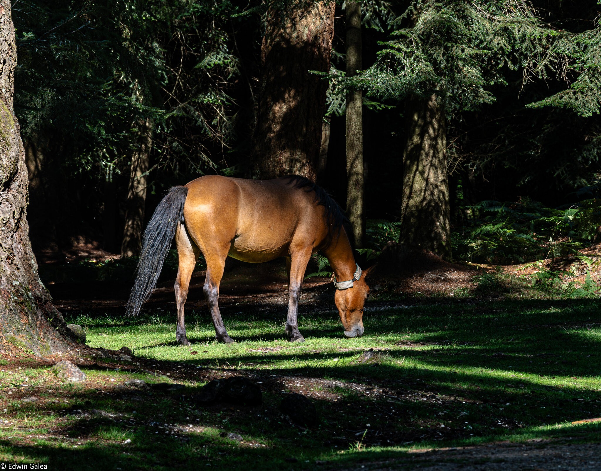 grazing rolling new forest poney-1.jpg