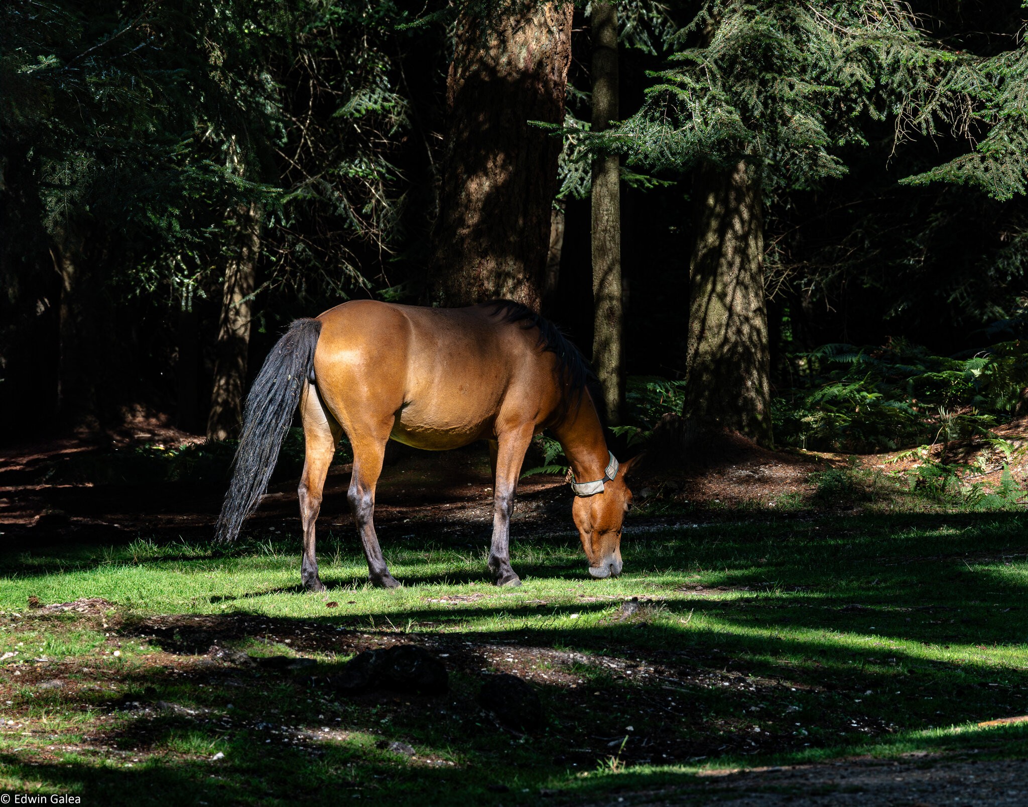 grazing rolling new forest poney-3.jpg