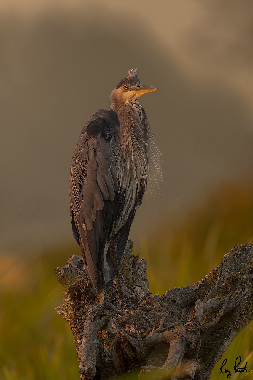 Great-Blue-Heron-3.jpg