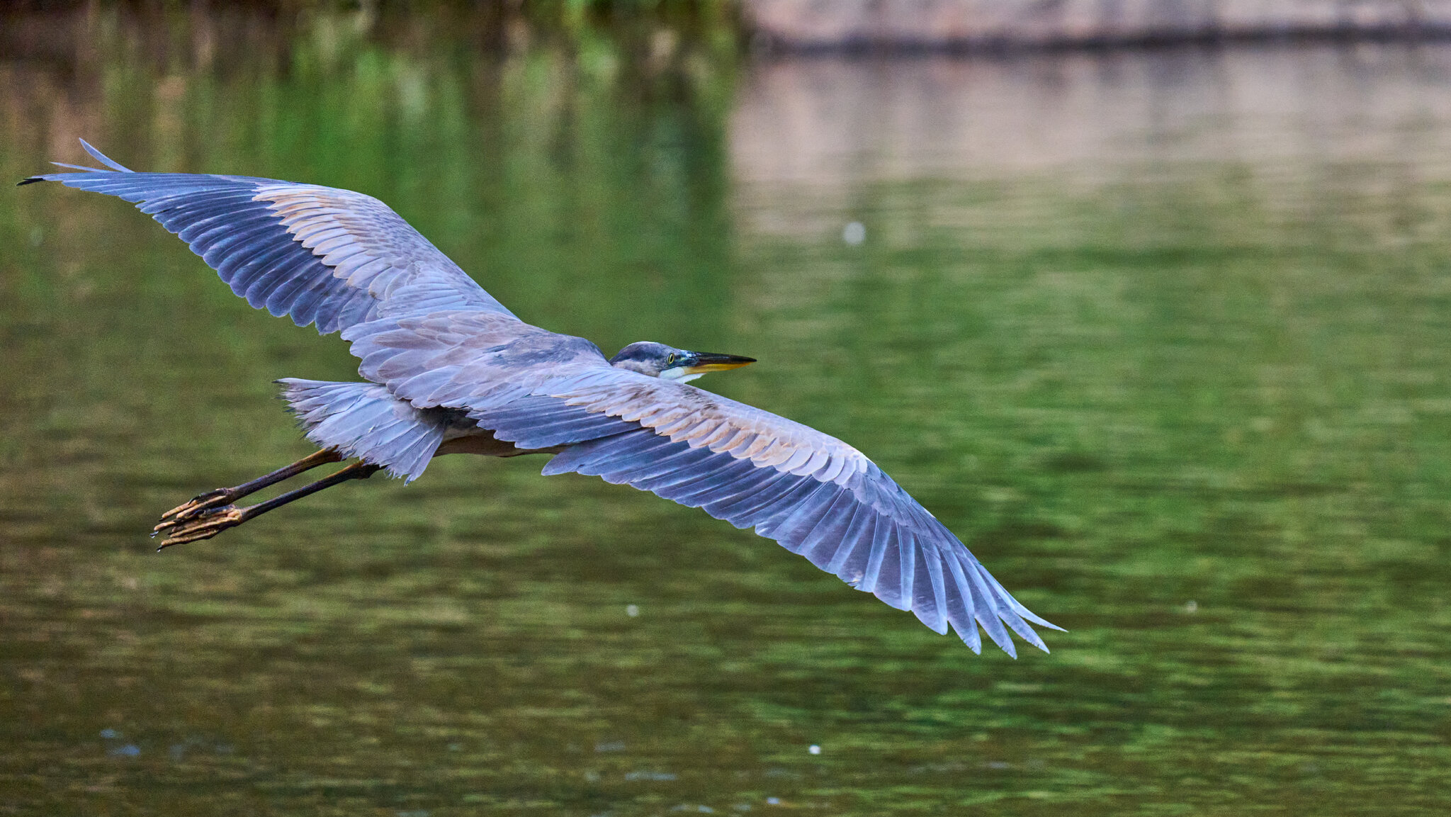 Great Blue Heron - BCSP - 09192026 - 01.jpg