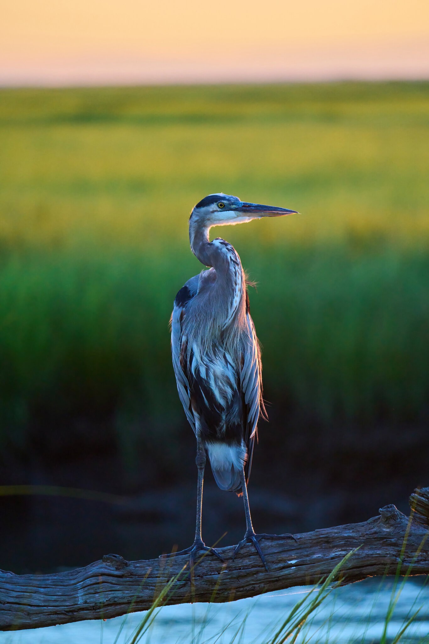 Great Blue Heron - Bombay Hook NWR - 08142022 - 02-DN.jpg