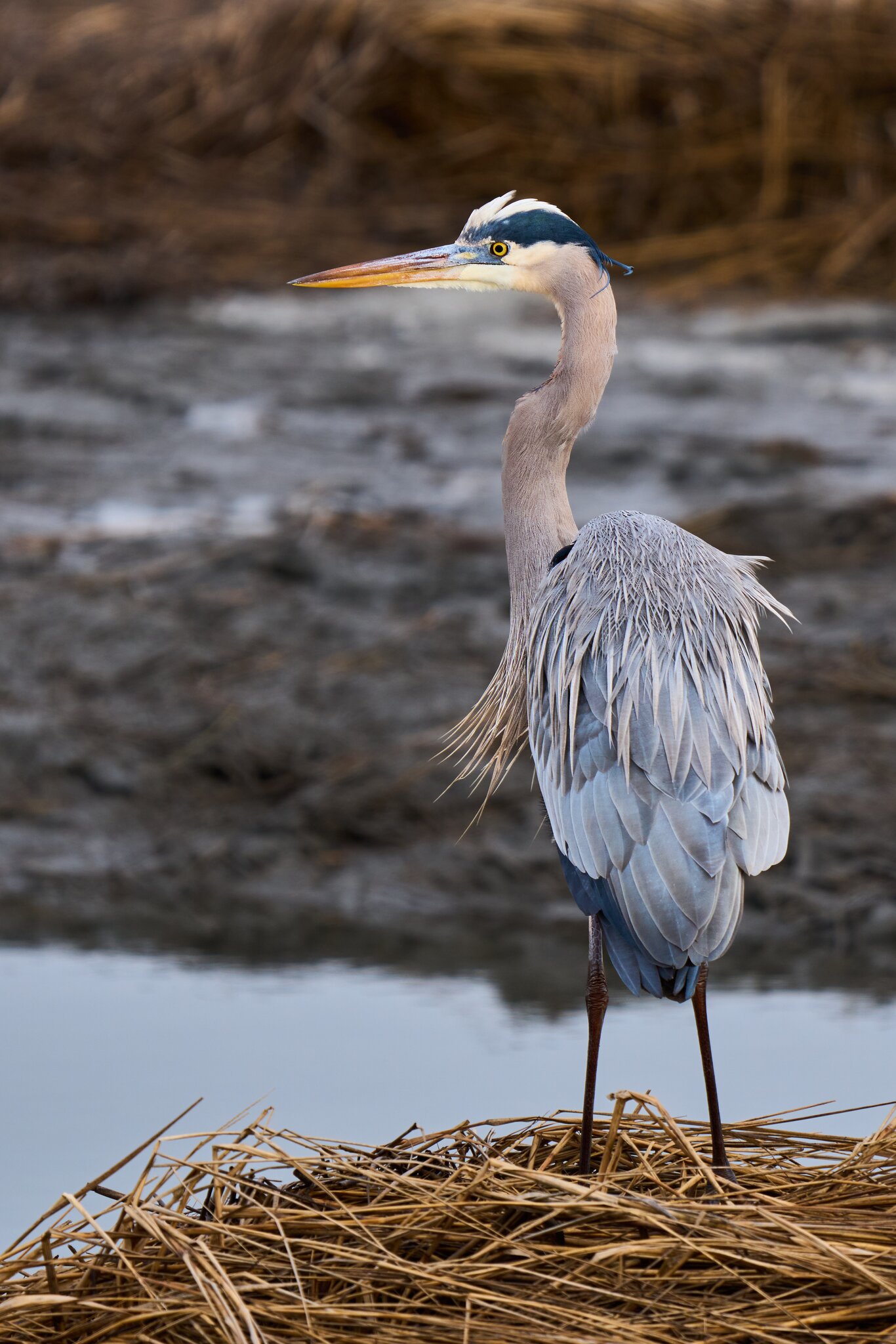 Great Blue Heron - Forsythe NWR - 02162026 - 01 - DN.jpg