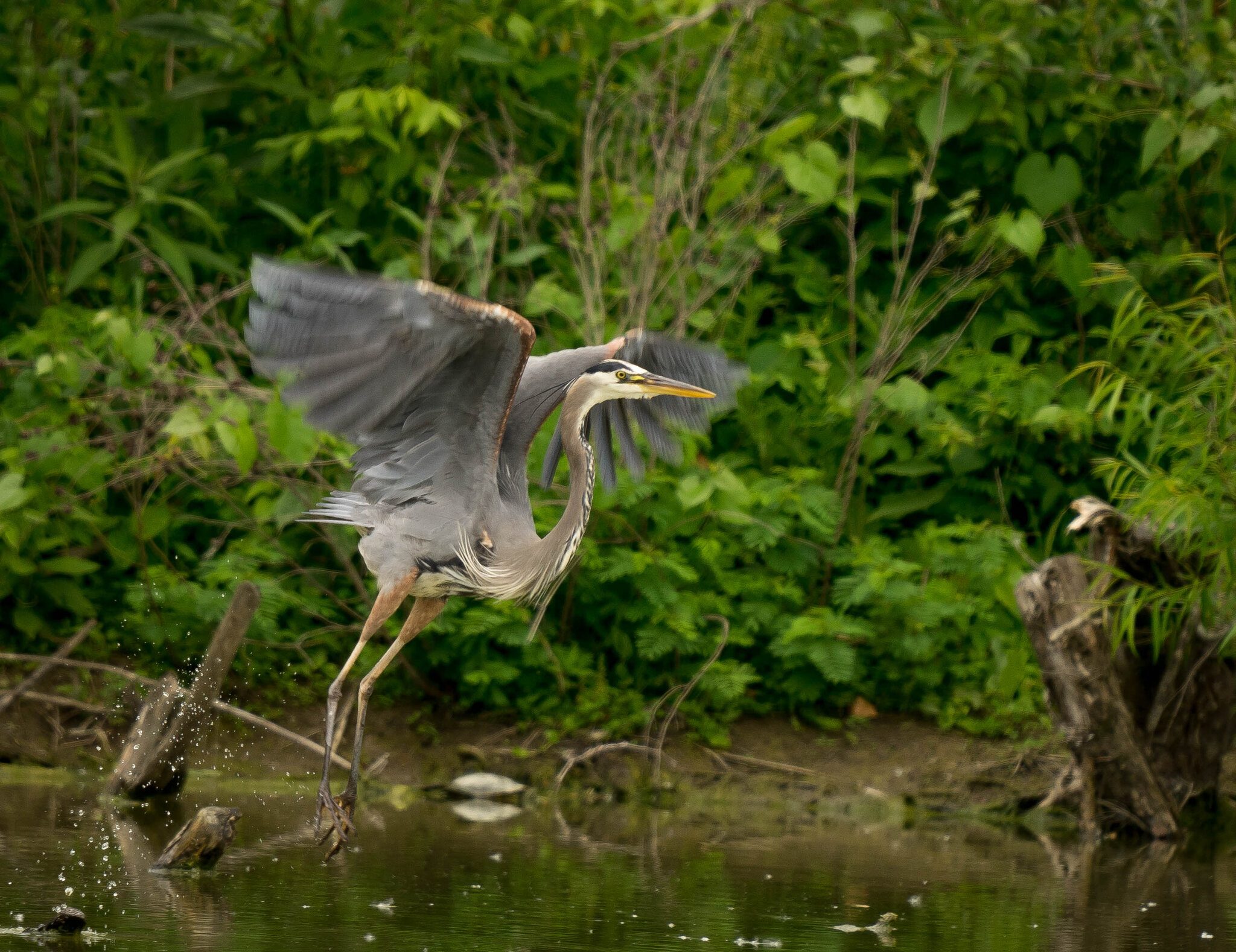 Great Blue Heron takes flight