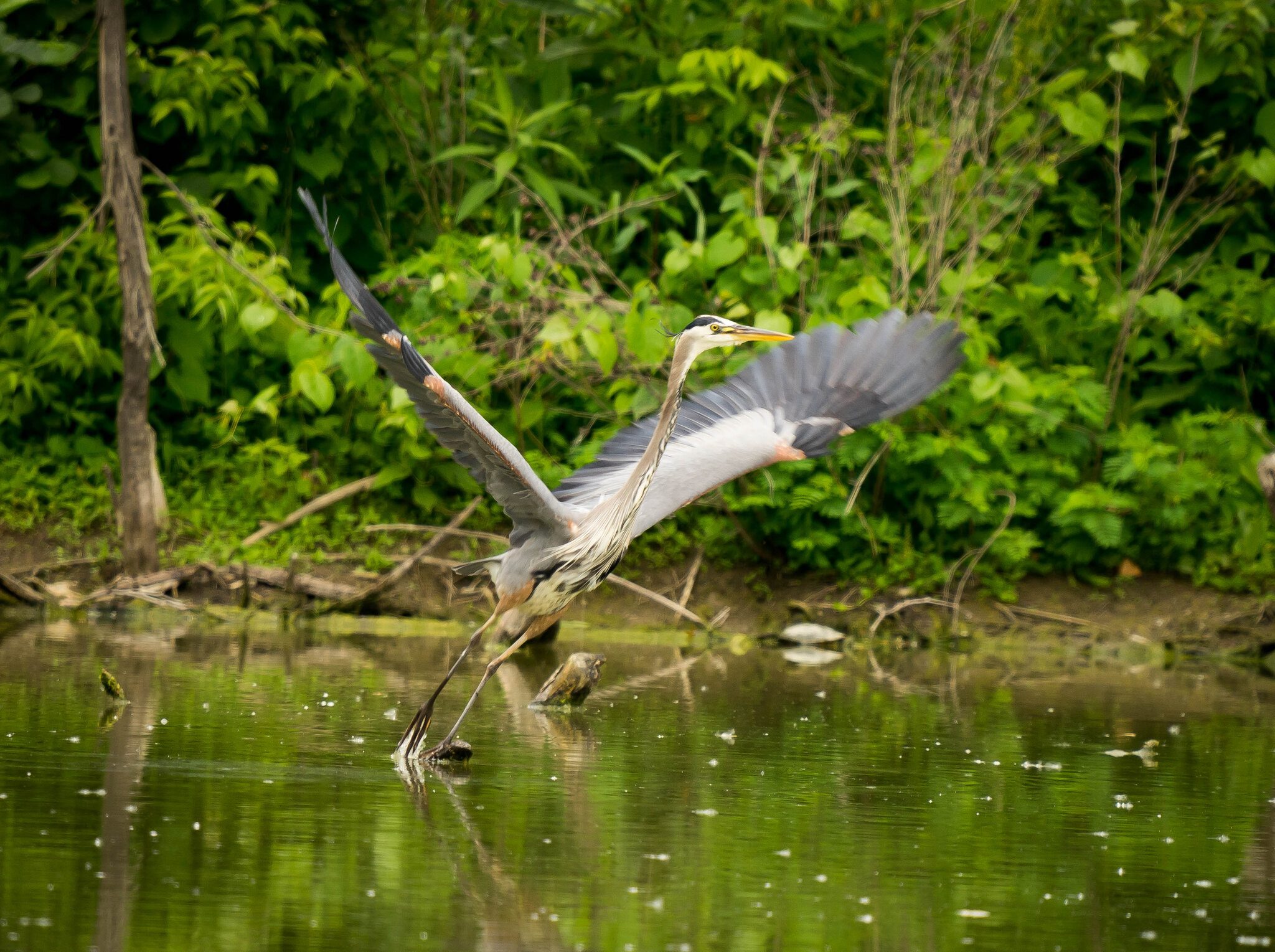 Great Blue Heron