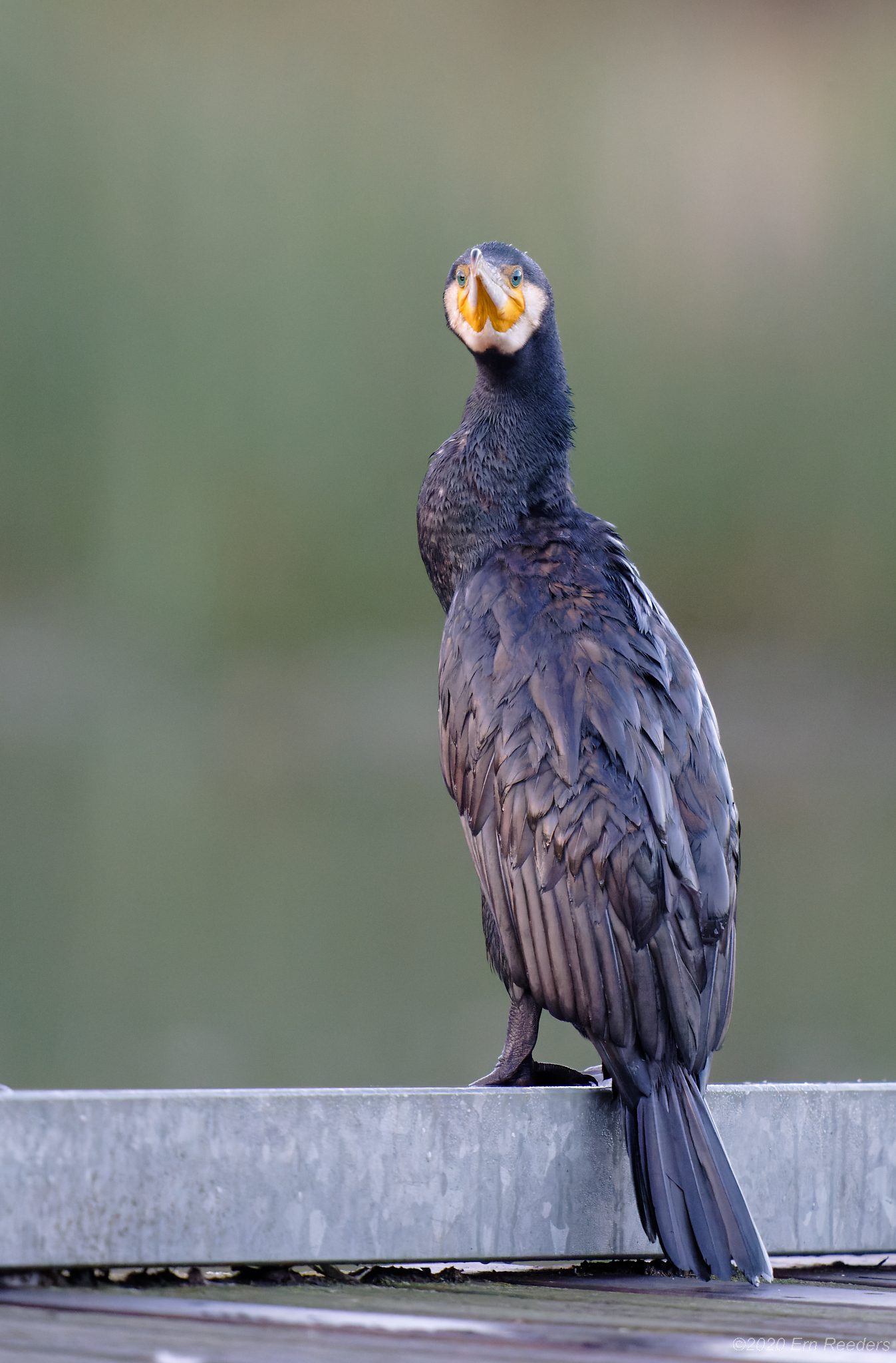 Great Cormorant (15).jpg