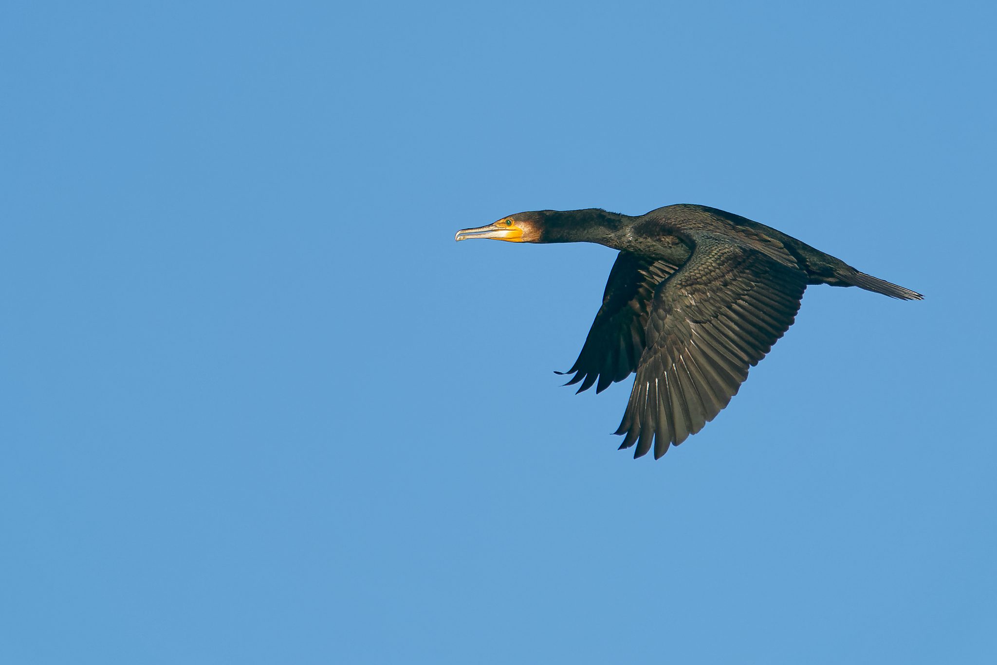 Great Cormorant IF (8).jpg