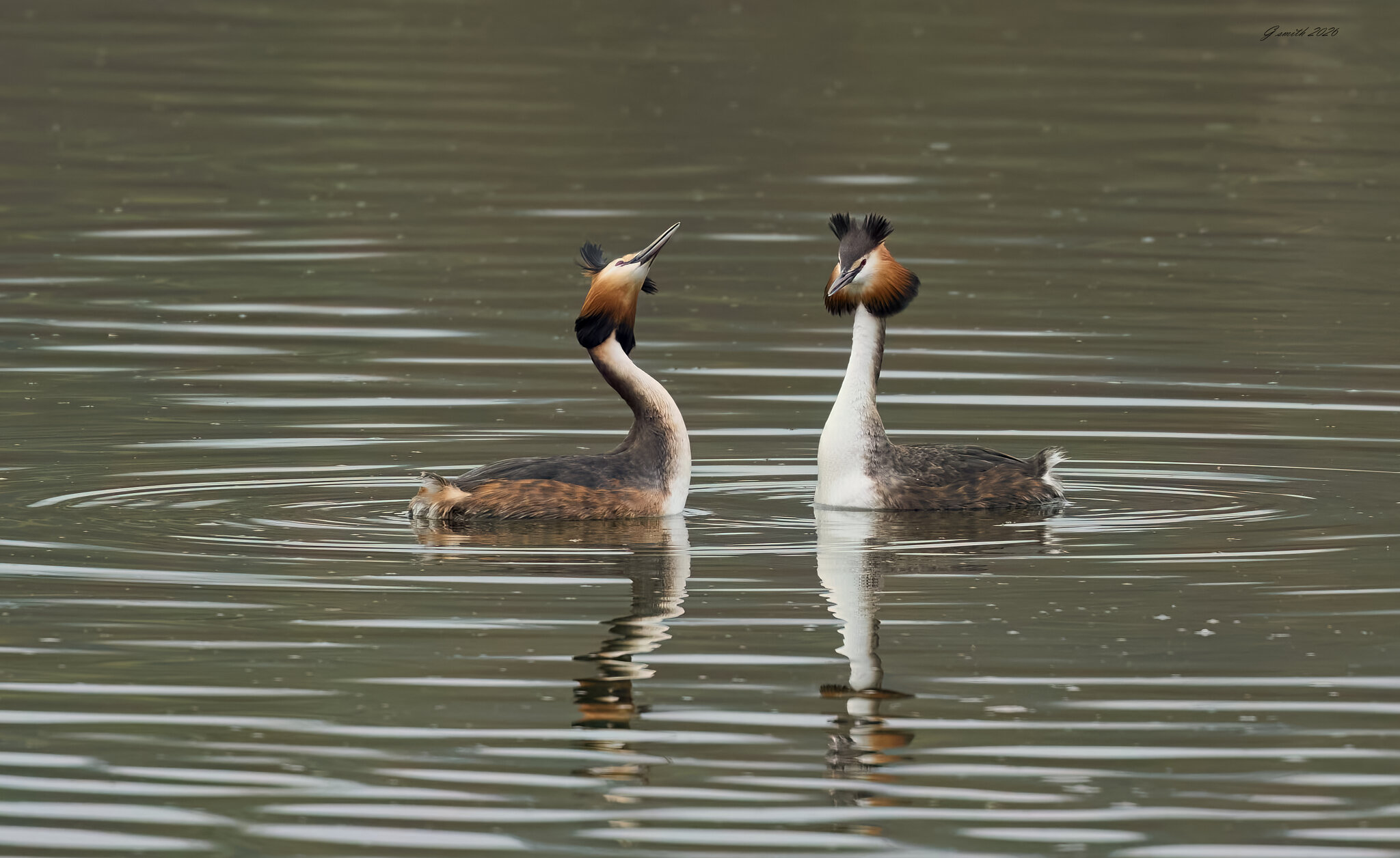 great crested grebe 2026_12.jpg