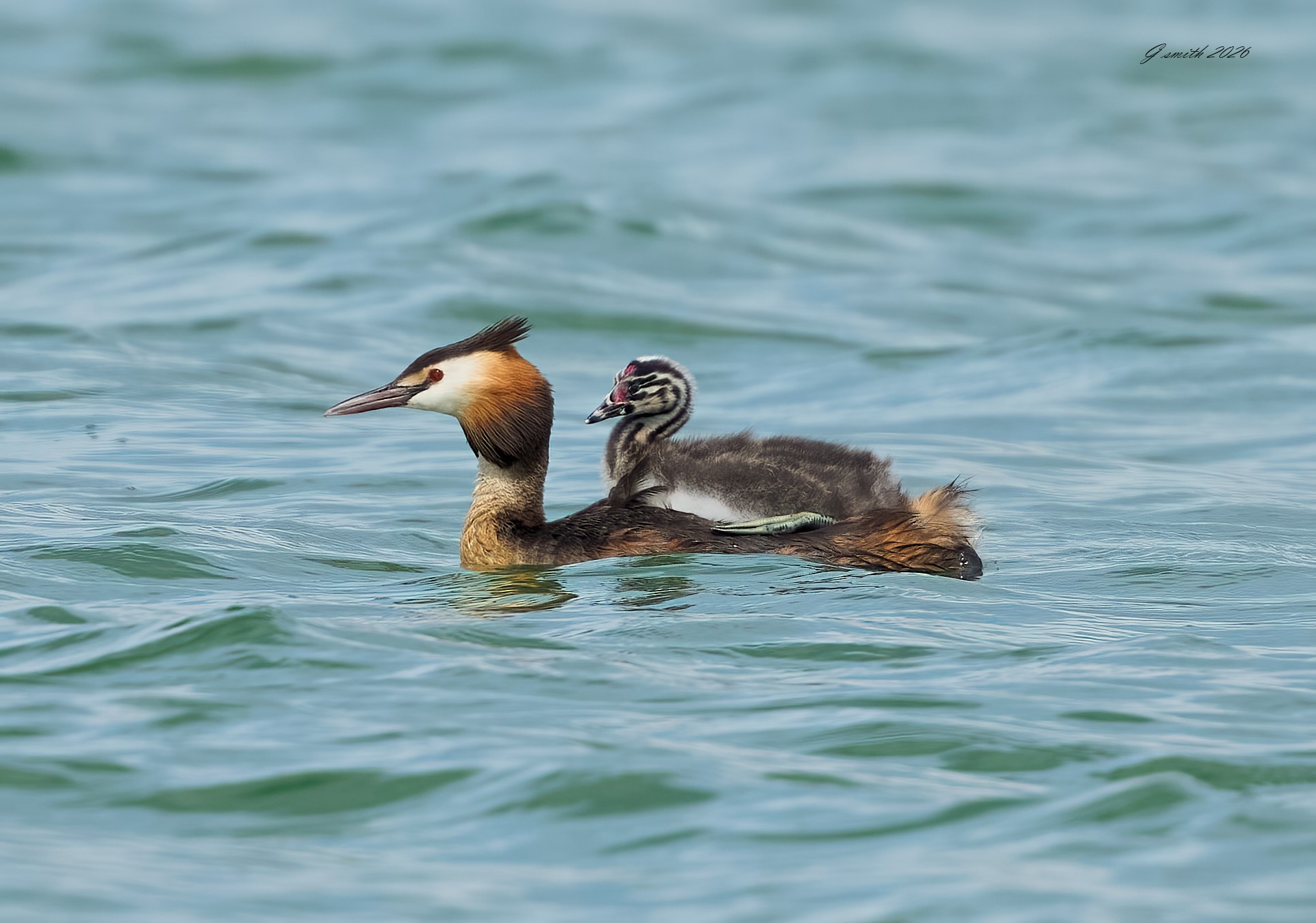 great crested grebe 2026_19.jpg
