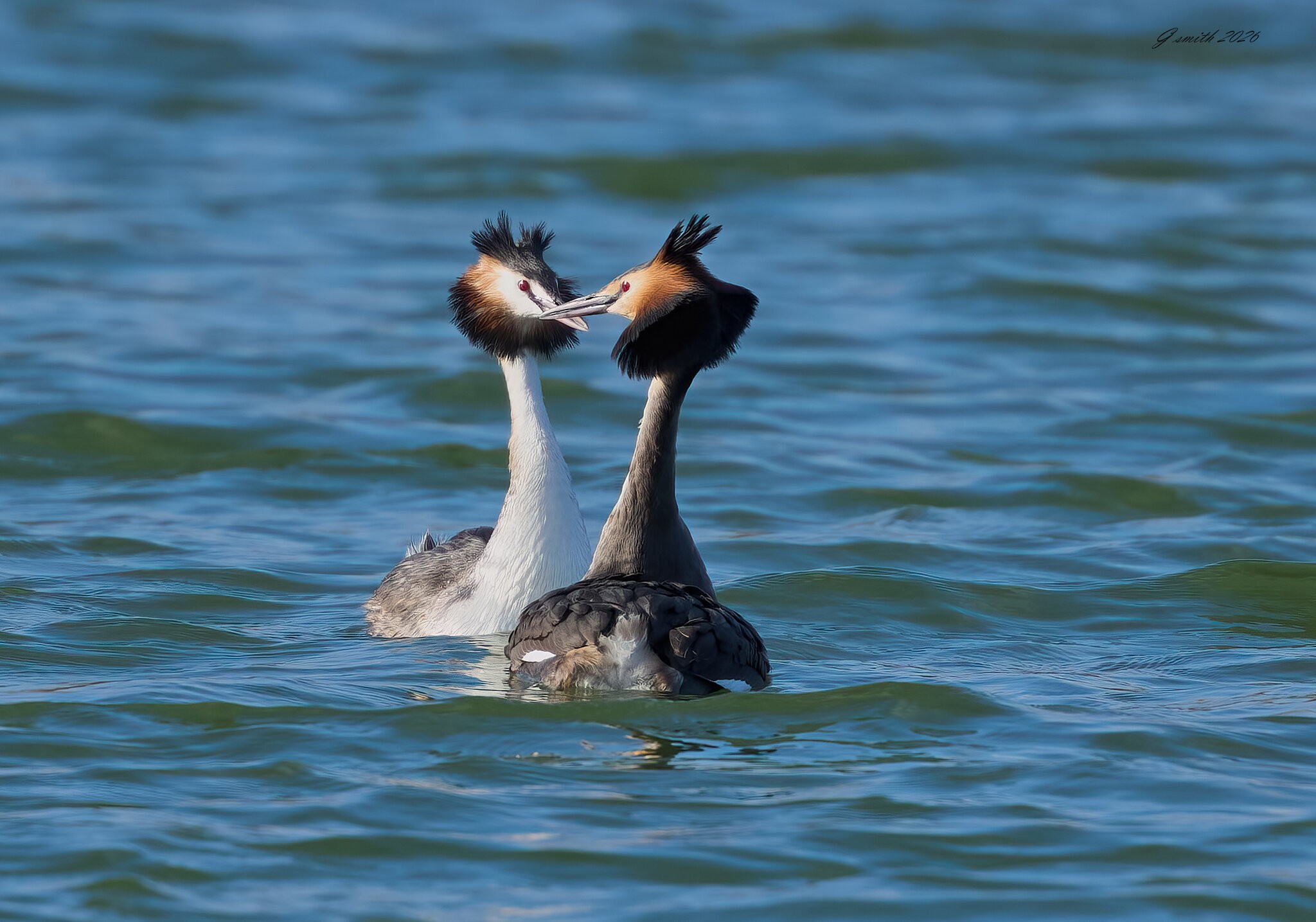 great crested grebe 2026_6.jpg
