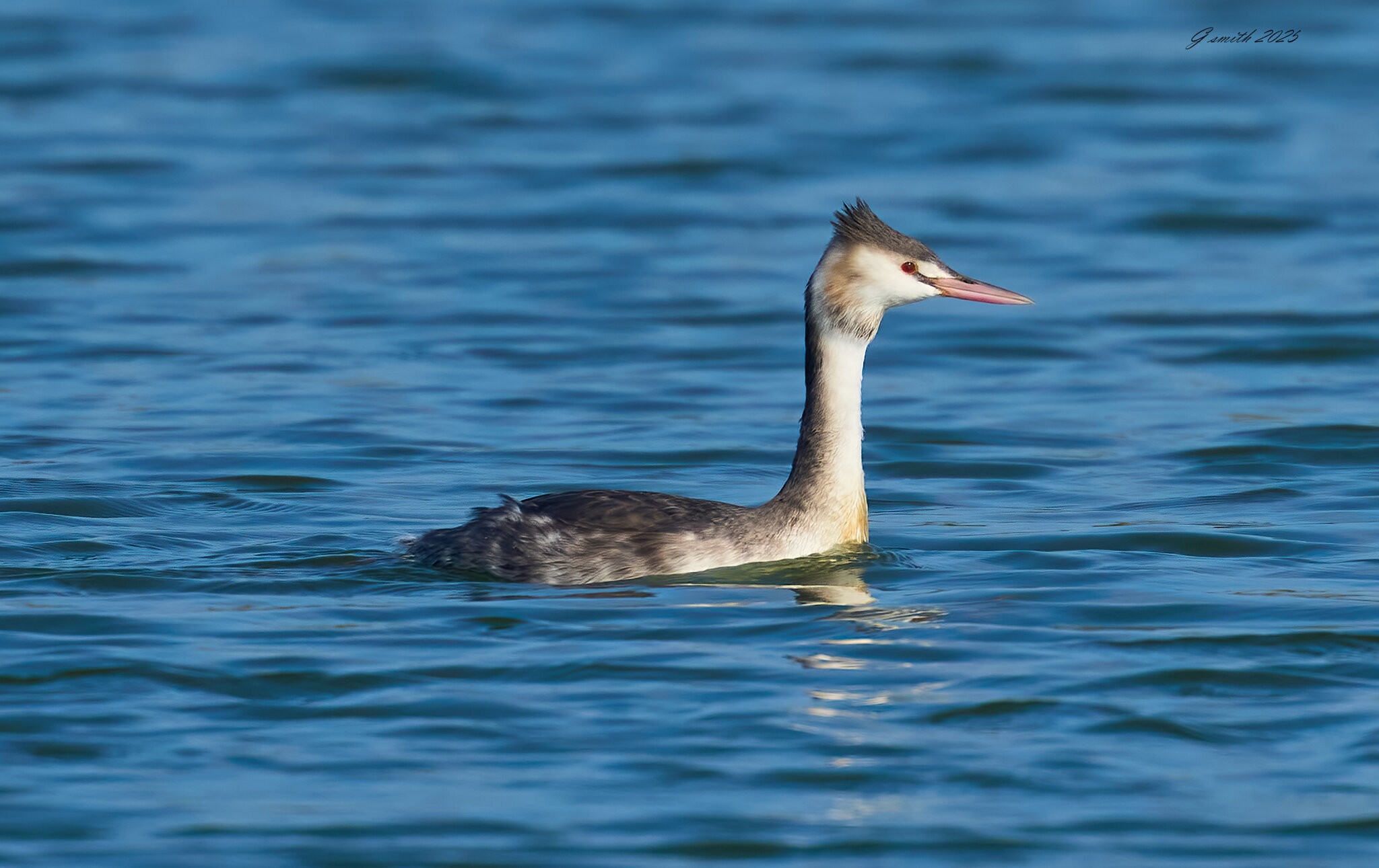 great creted grebe 2025-9.jpg