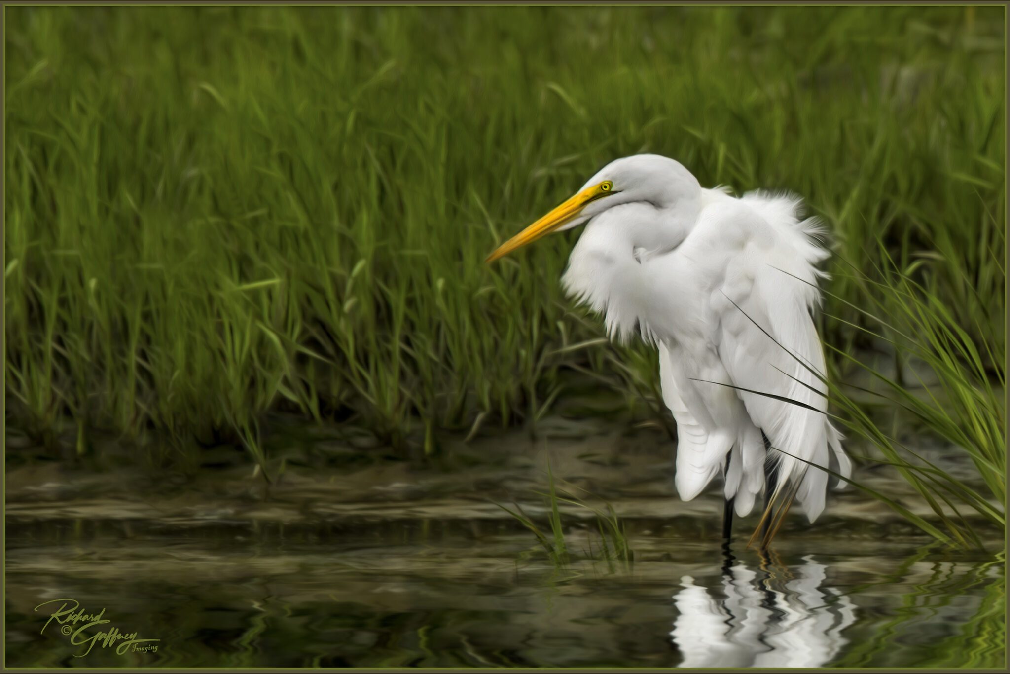 Great Egret at Oceanville Sept 2020 L.jpg