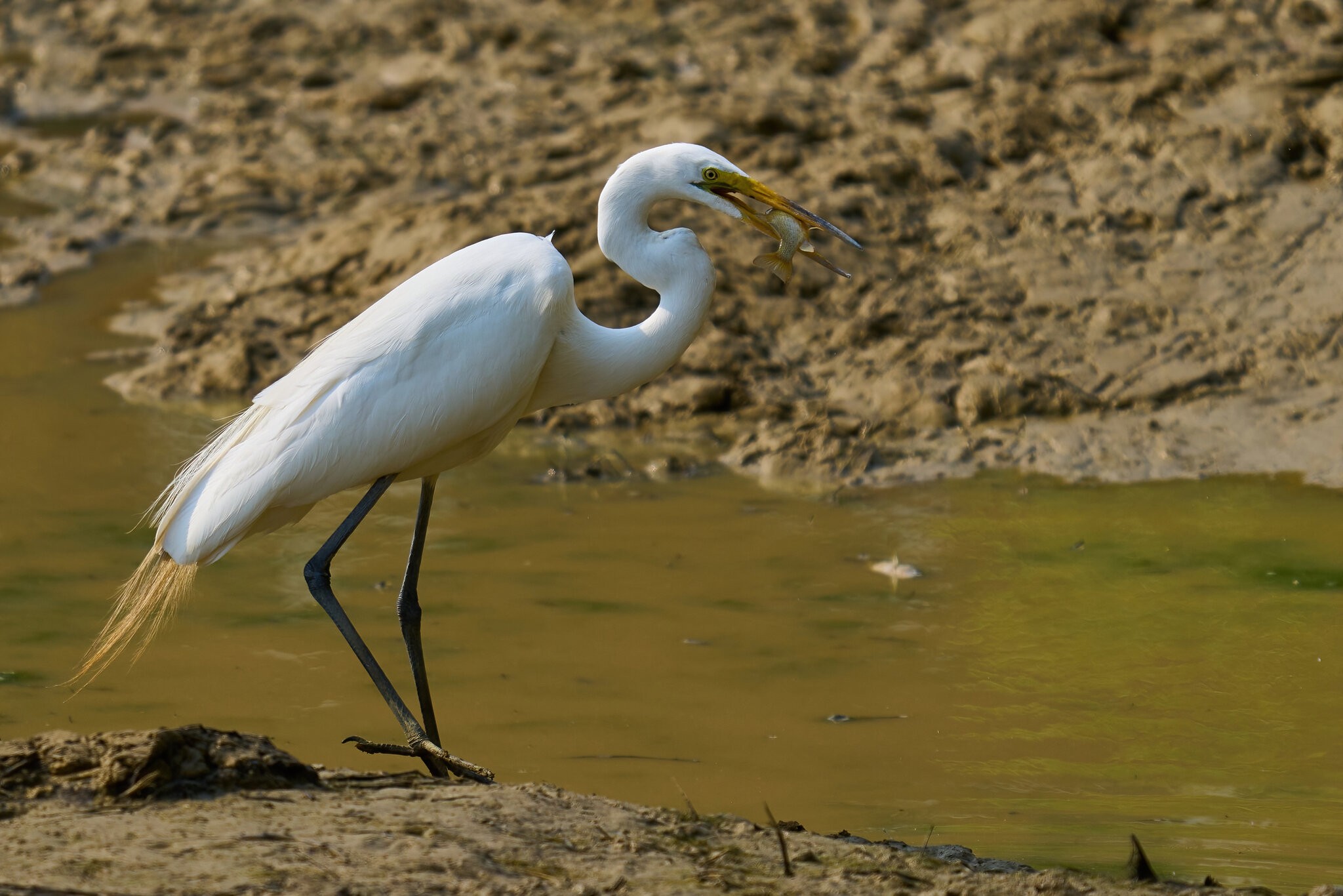Great Egret - Home - 06062023 - 06-DN.jpg