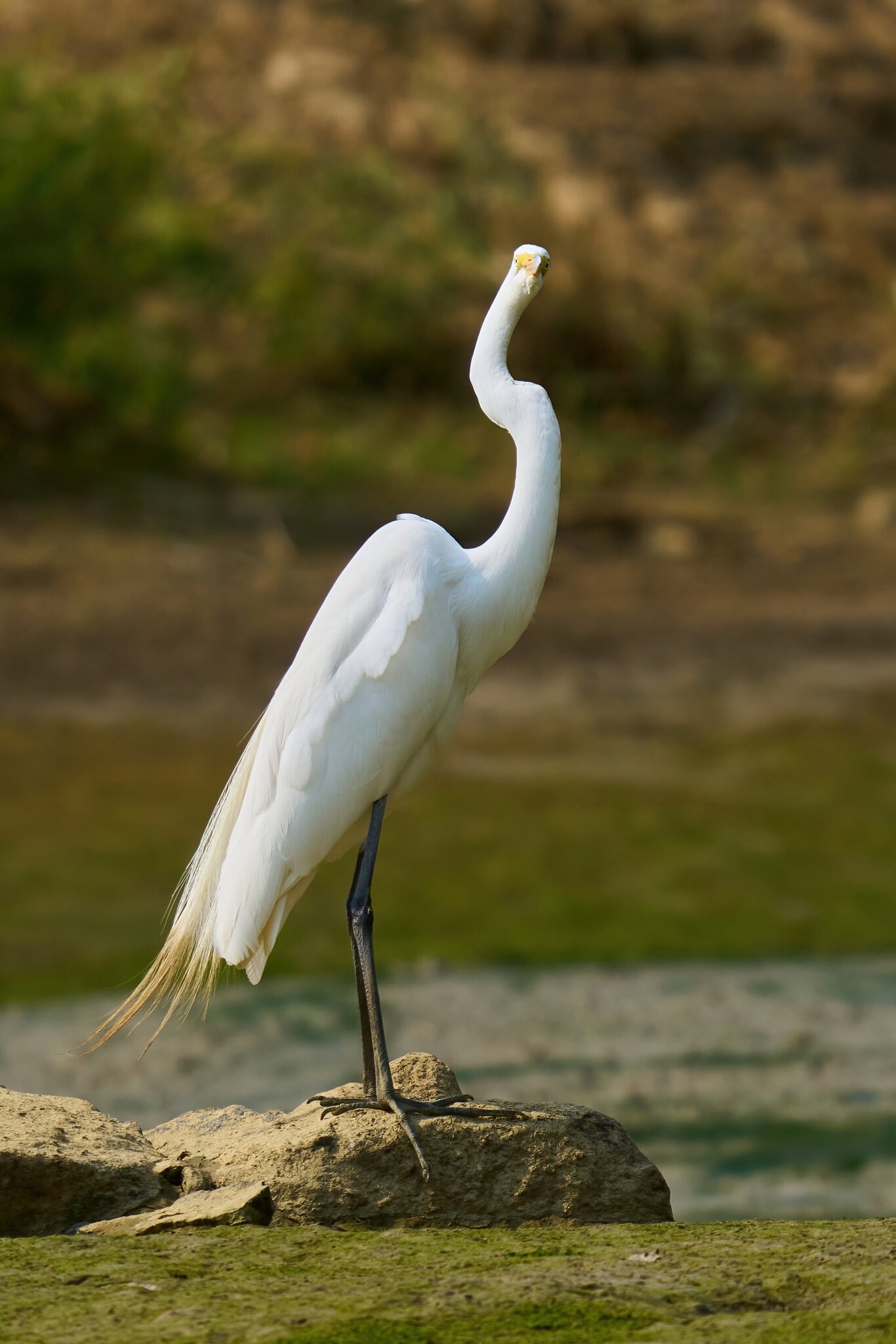 Great Egret - Home - 06062023 - 11-DN.jpg