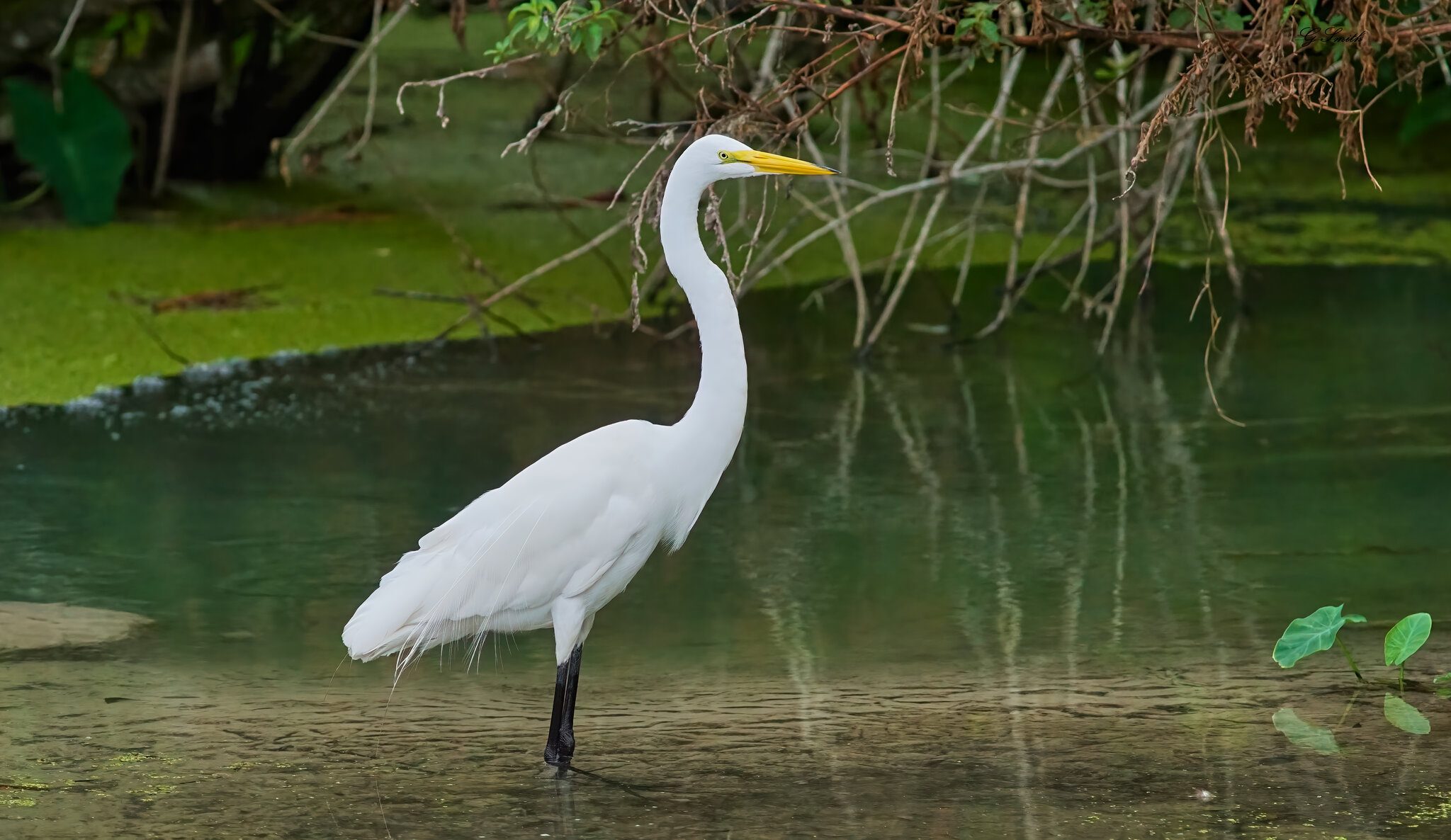 great egret.jpg