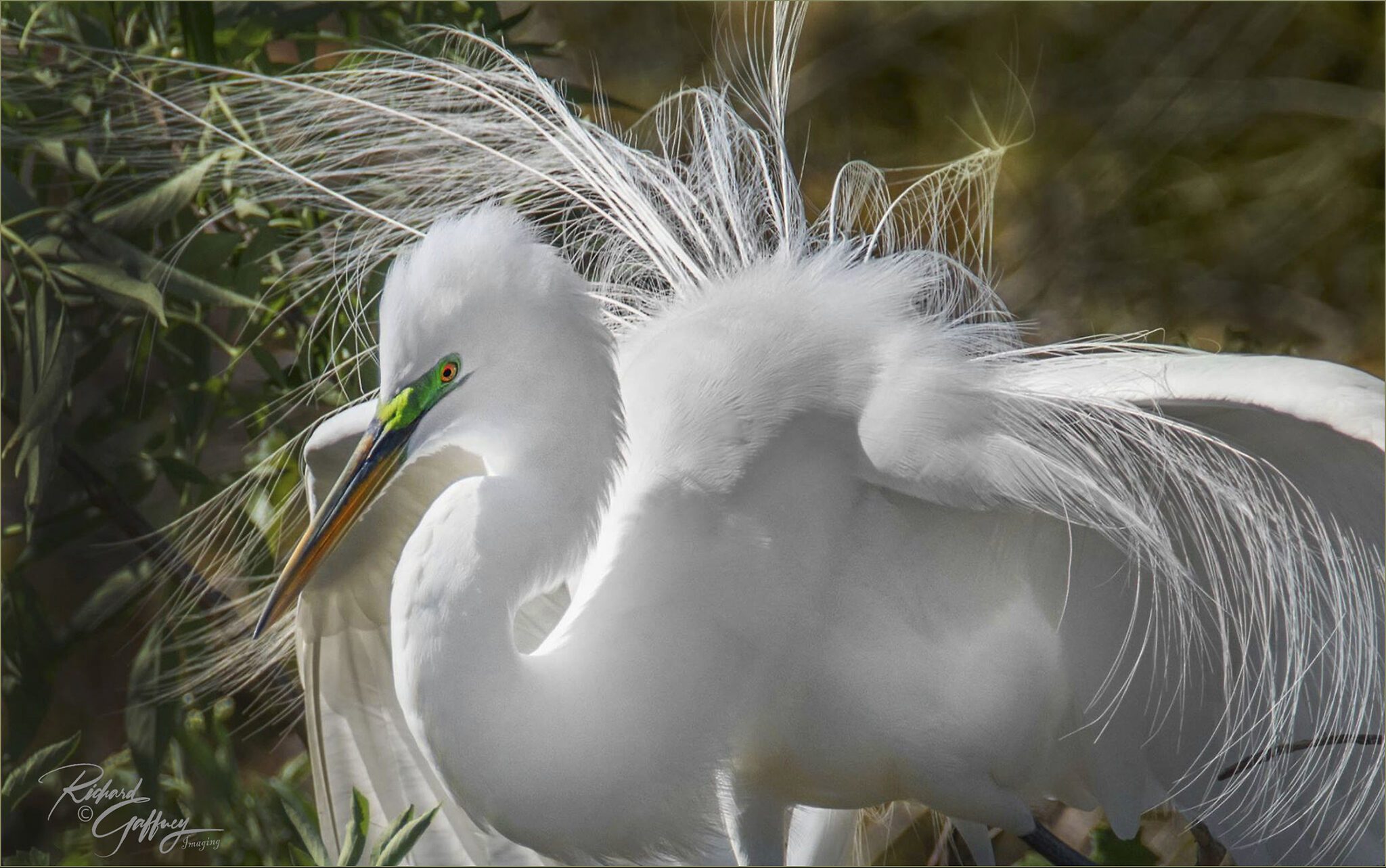 Great egret withmating color and plumage  M.jpg