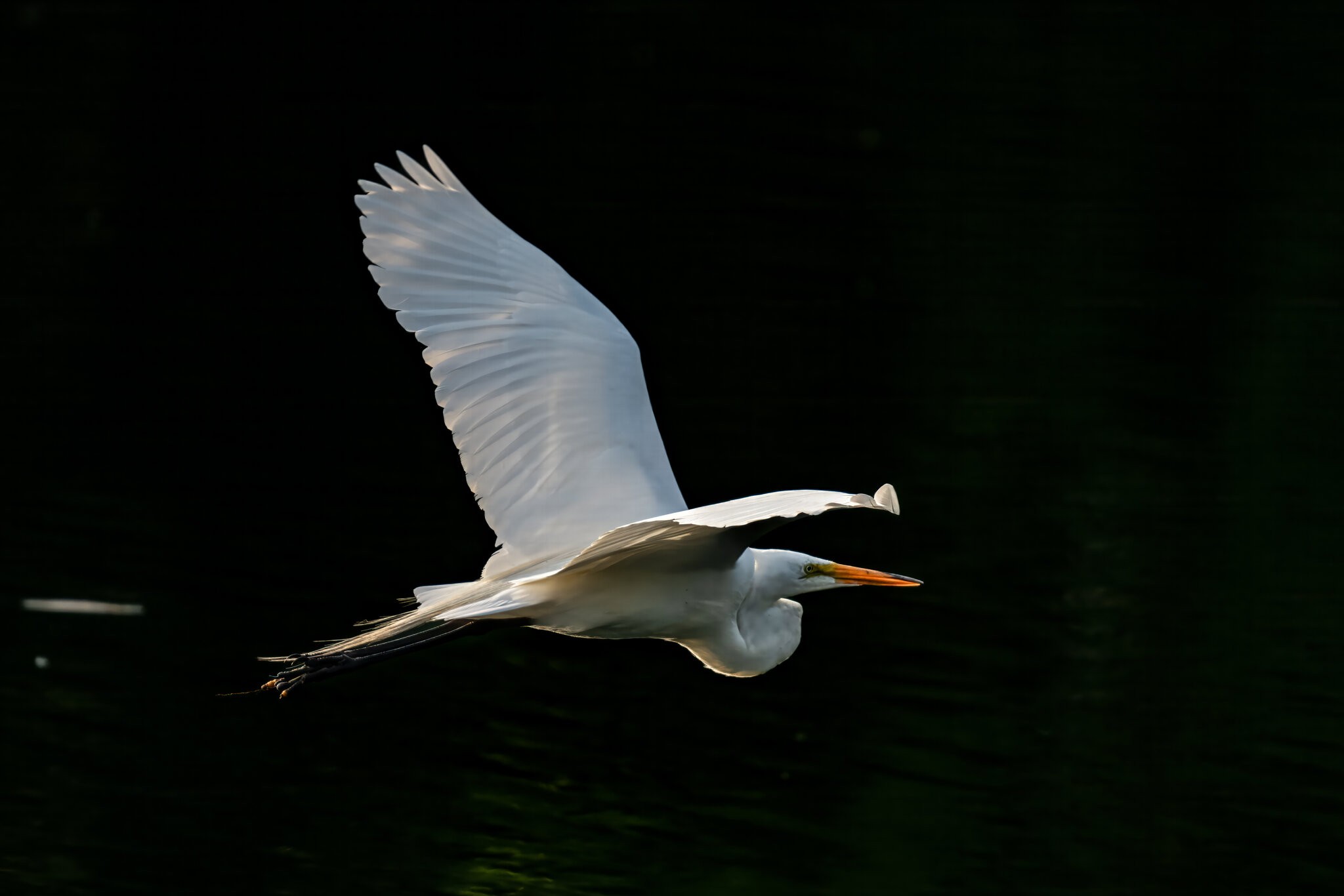 Great Egret