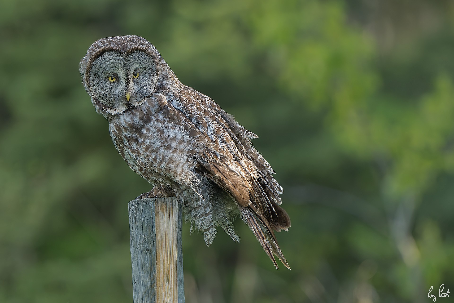Great-Gray-OwlDSC00361-Edit.jpg