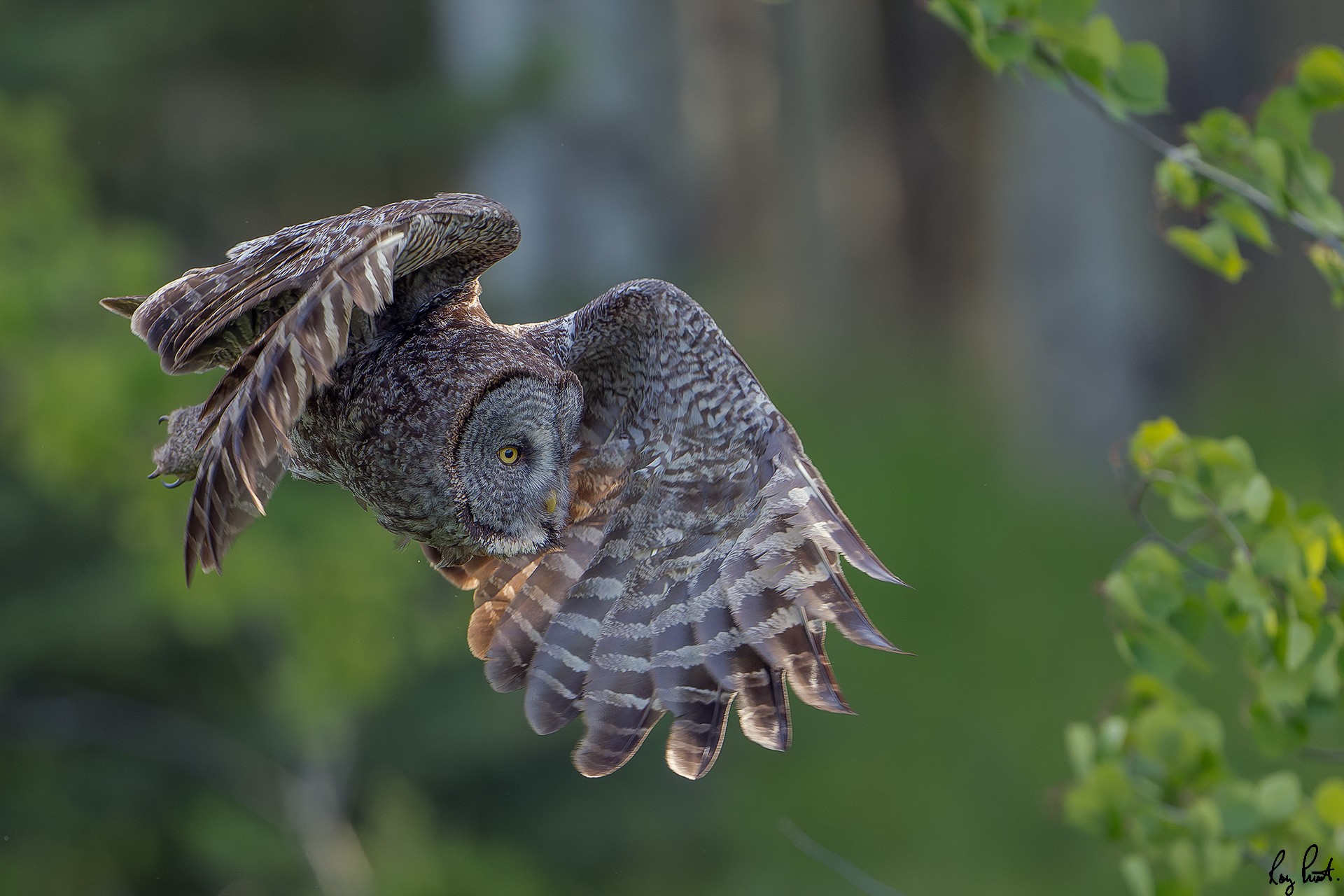 Great-Gray-OwlDSC00398.jpg