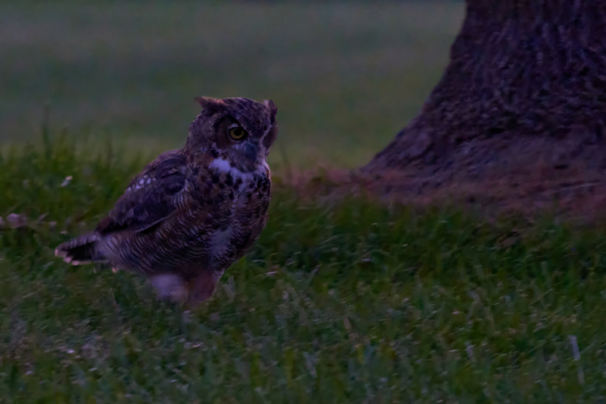 Great Horned Owl - Brandywood - 08212023 - 06- DN.jpg
