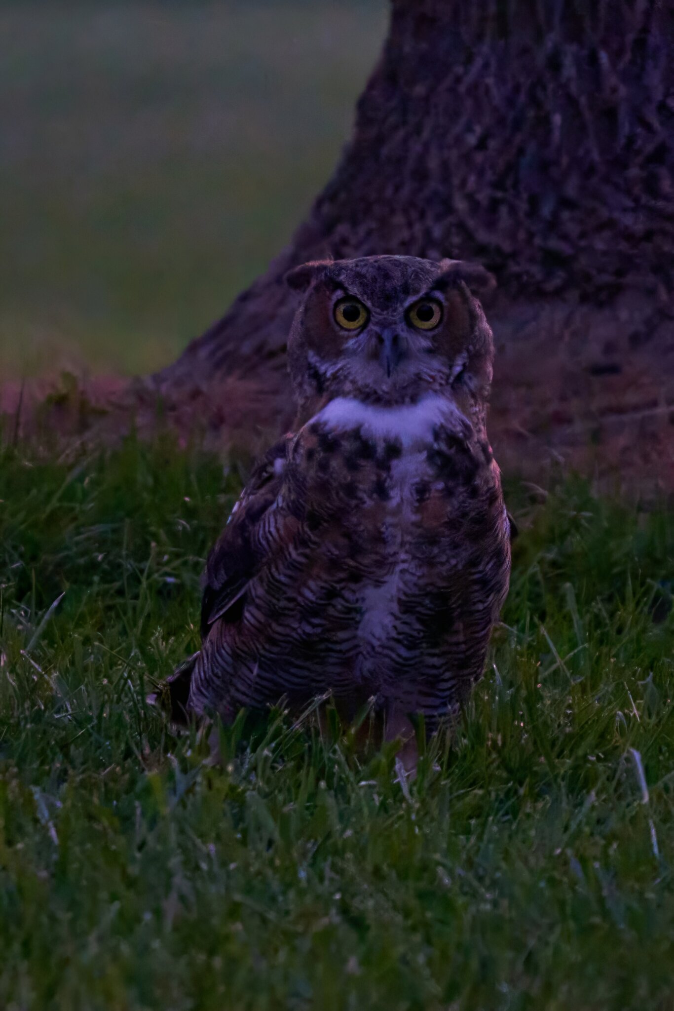 Great Horned Owl - Brandywood - 08212023 - 07- DN.jpg