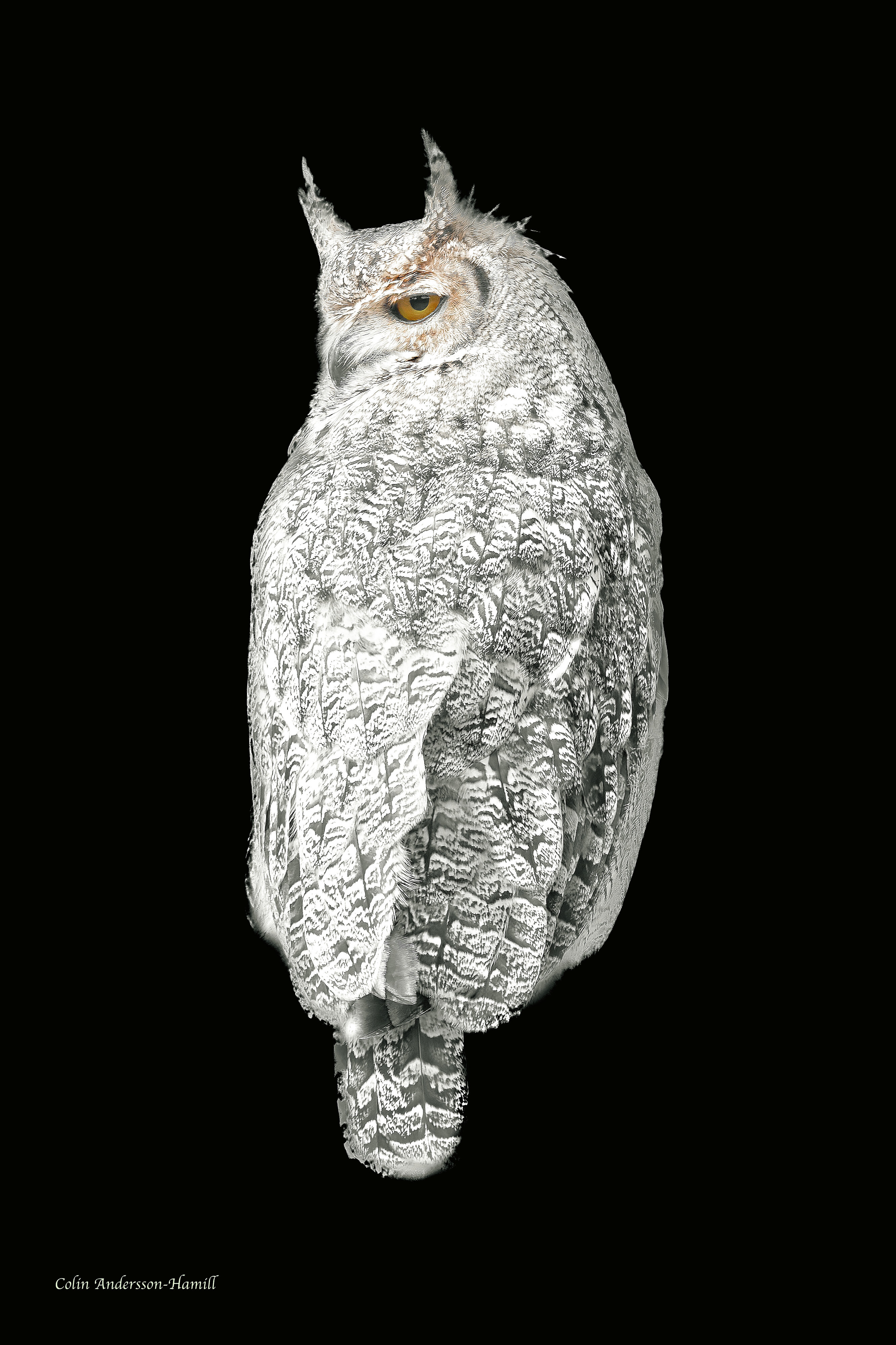 Great Horned Owl