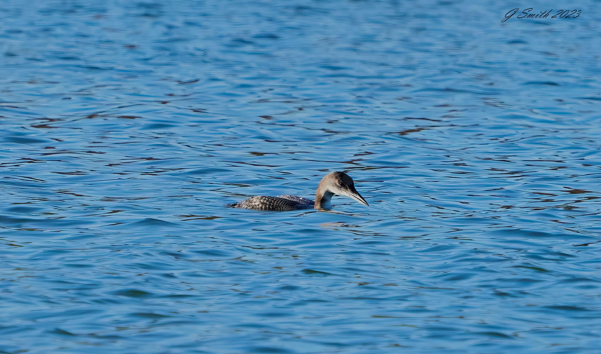 great northern diver 2023.jpg