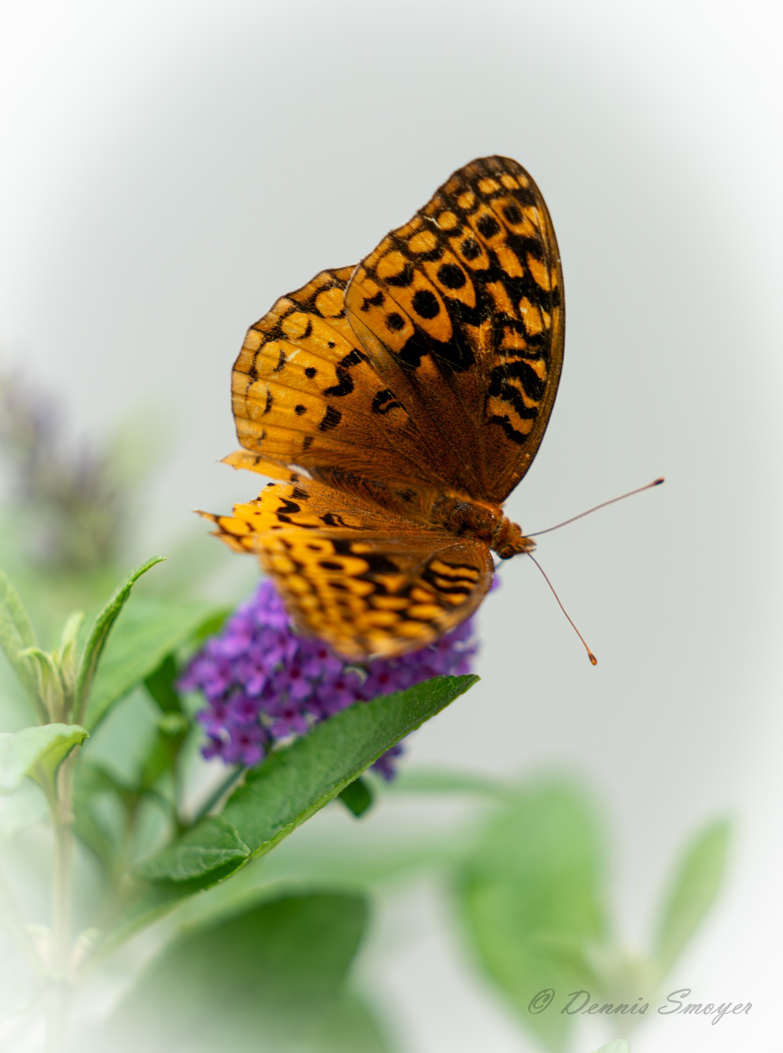 Great Spangled Fritillary