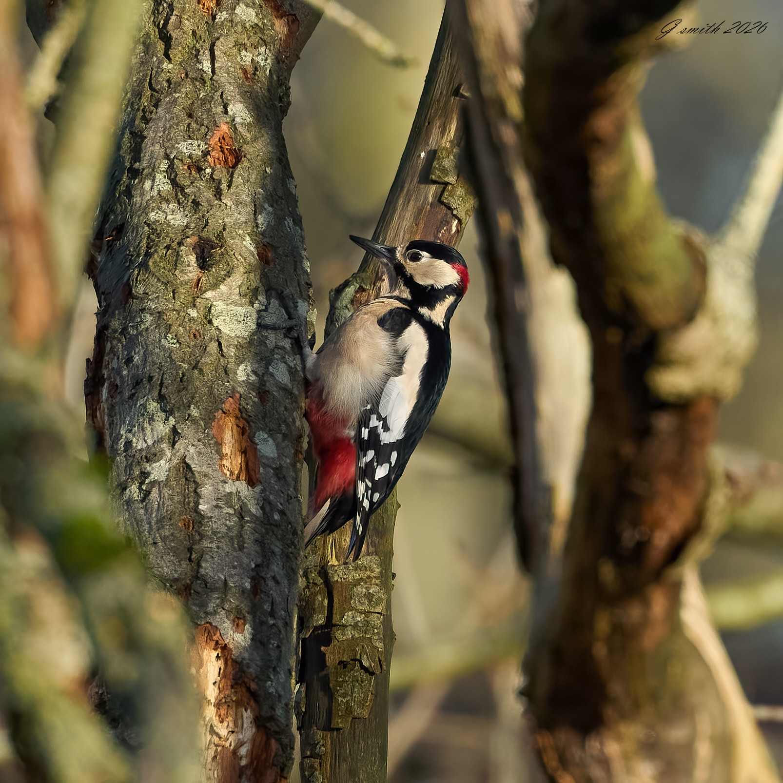 great spotted woodpecker 2026_10.jpg