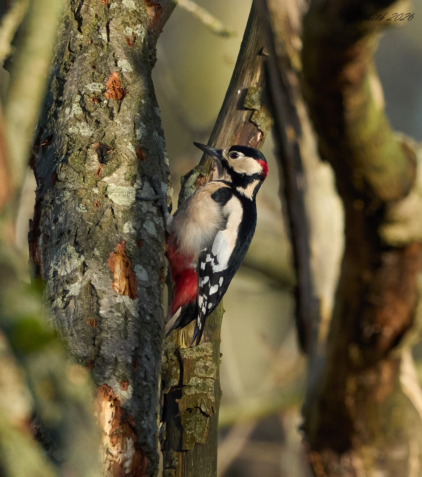 great spotted woodpecker 2026_9.jpg