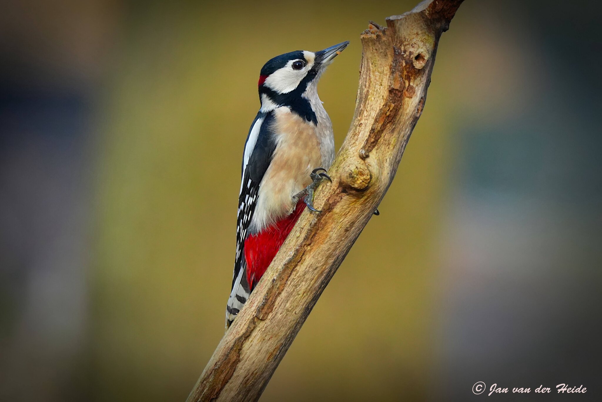 Great Spotted Woodpecker ..