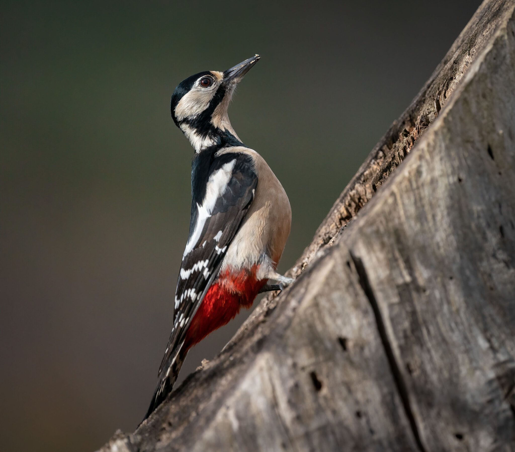 Great spotted woodpecker