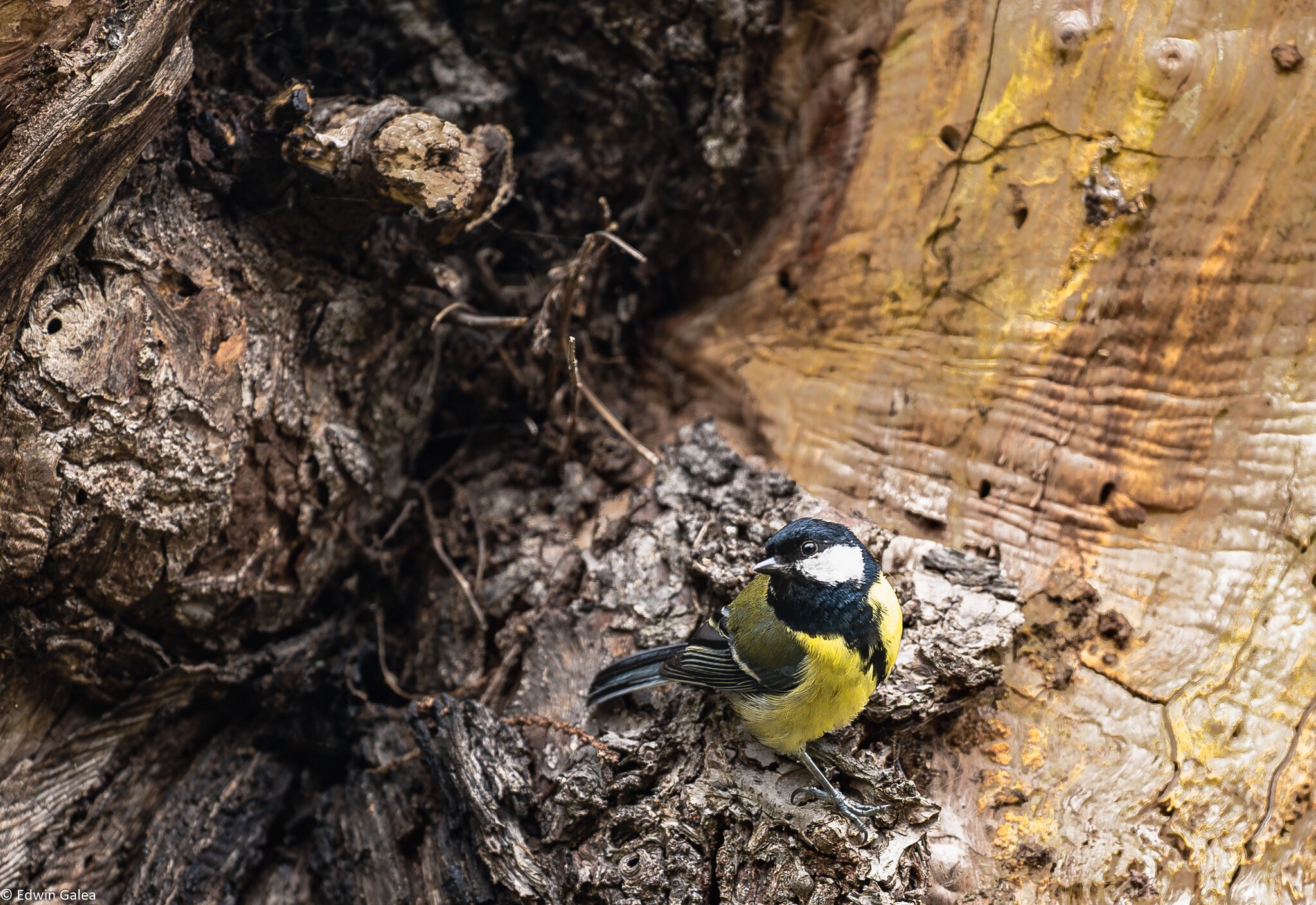 great tit-13.jpg