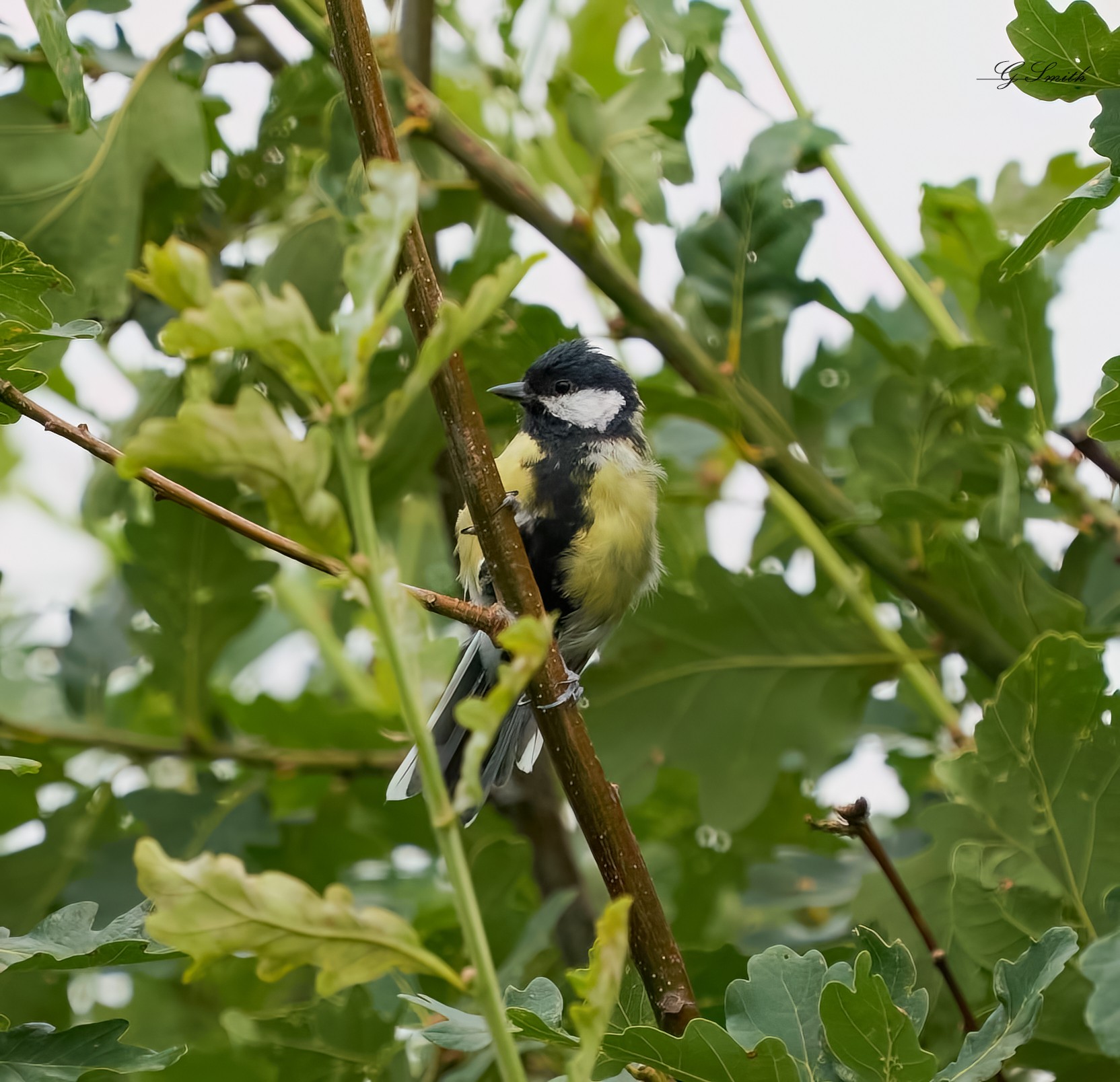 great tit 2022 2.jpg
