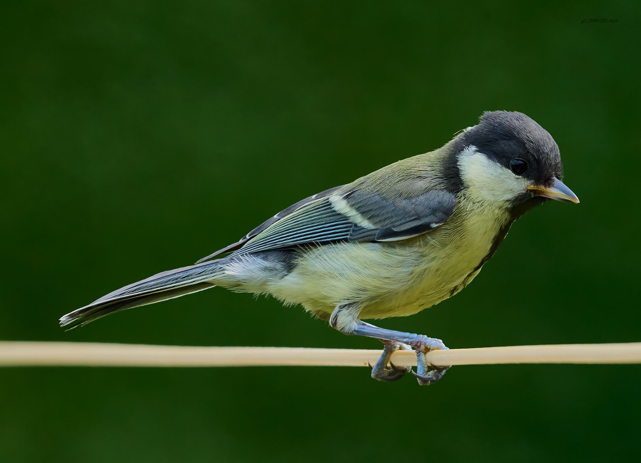 great tit 2025_10.jpg
