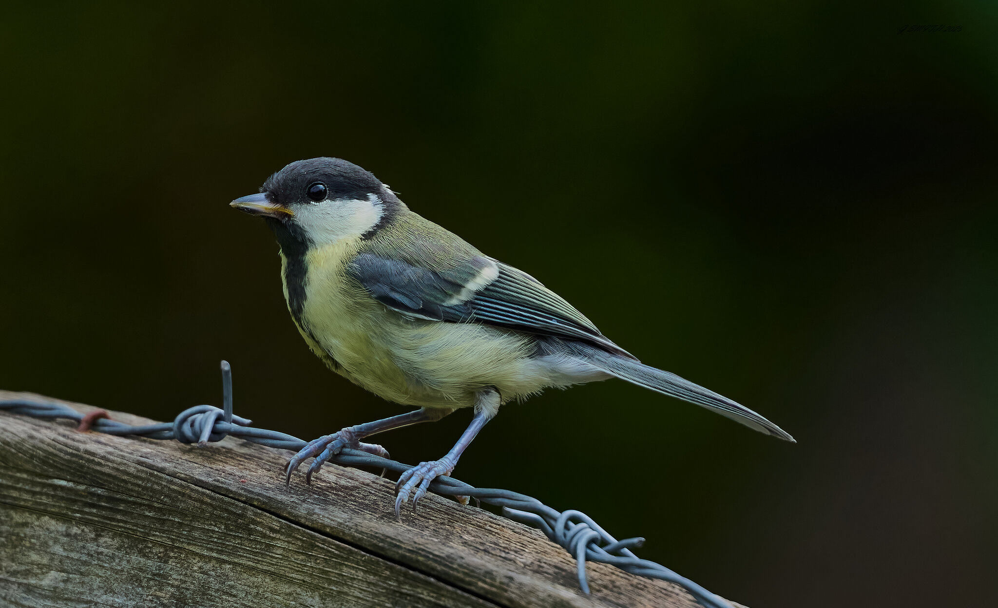 great tit 2025_13.jpg