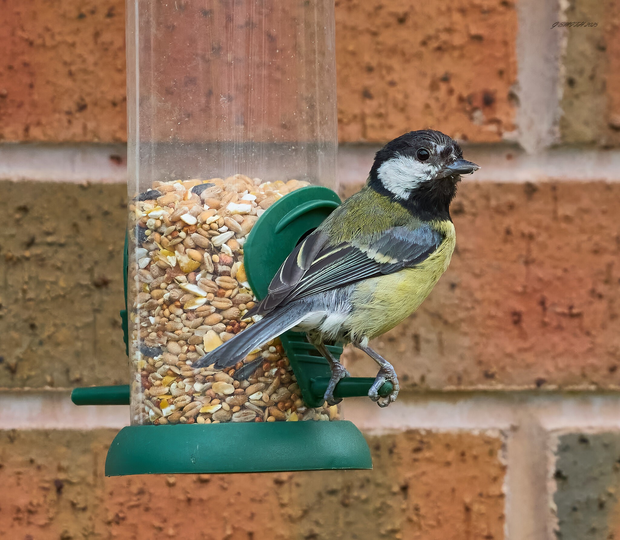 great tit 2025_4.jpg