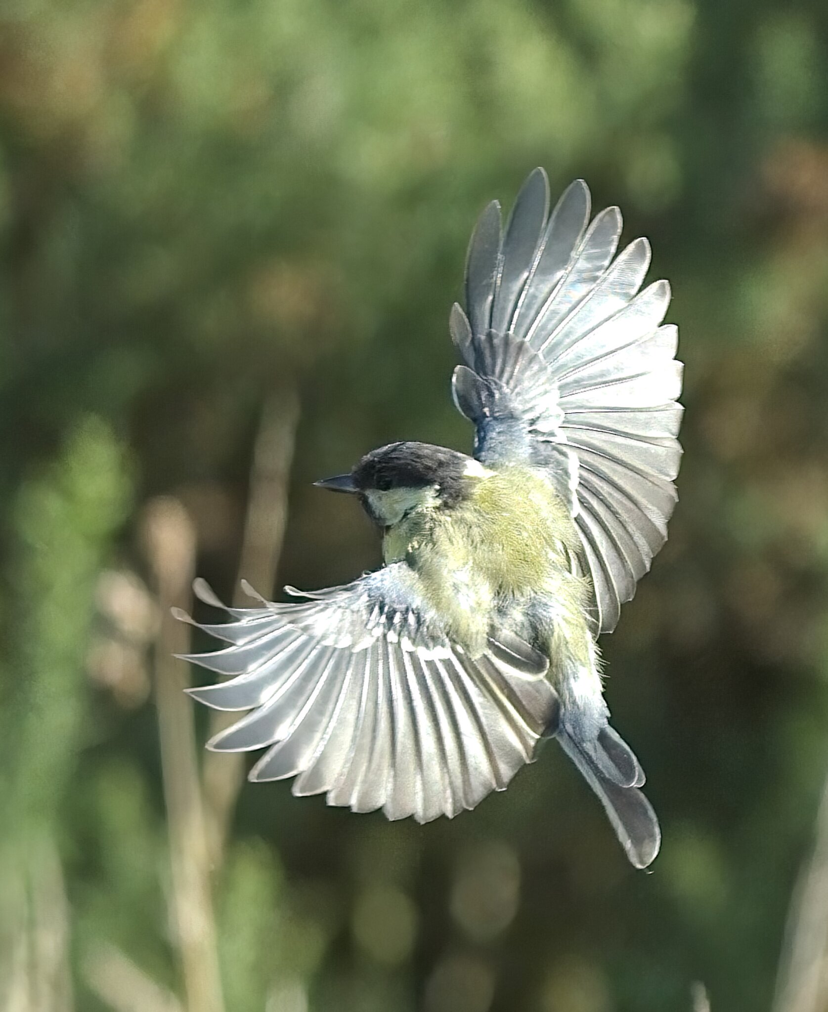 Great Tit bif.jpg