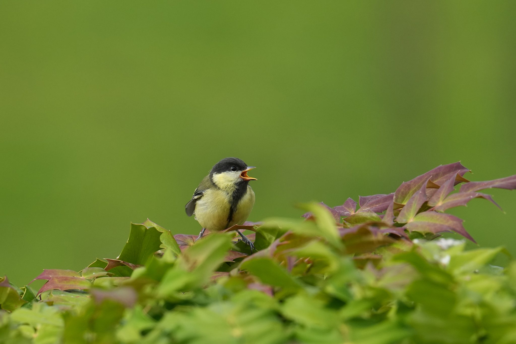 Great-Tit-DSC00431-2048px.jpg