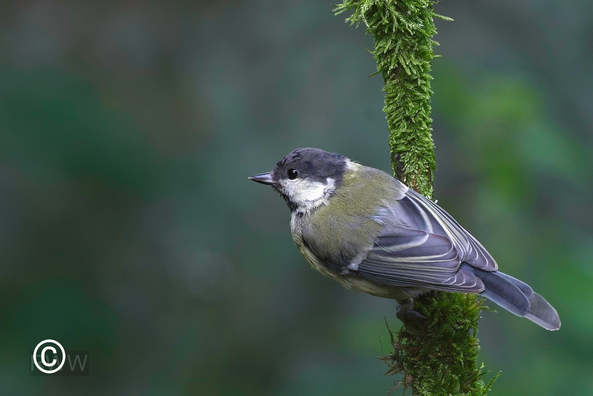 Great Tit.jpg