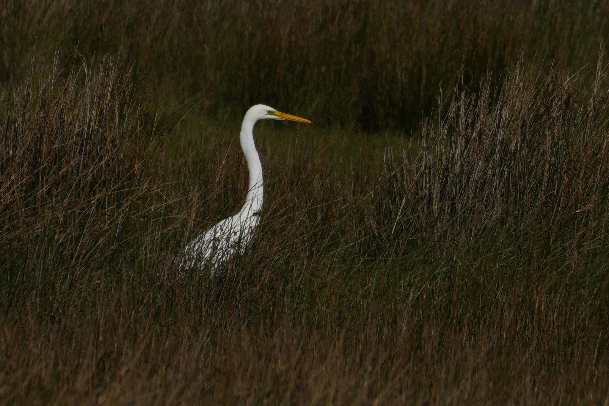 greategret2.jpg