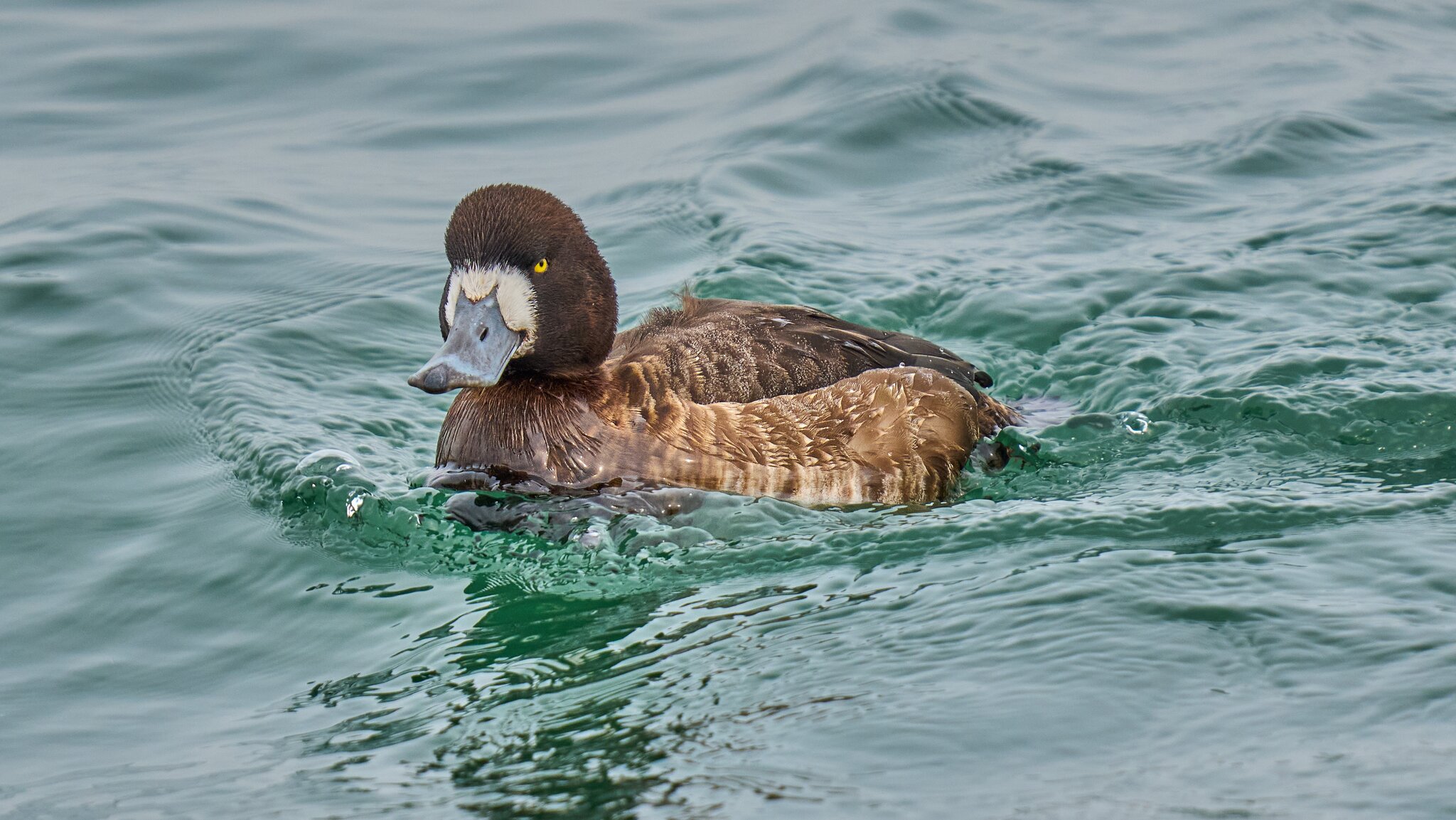 Greater Scaup - Barnegat - 02162026 - 02 - DN.jpg