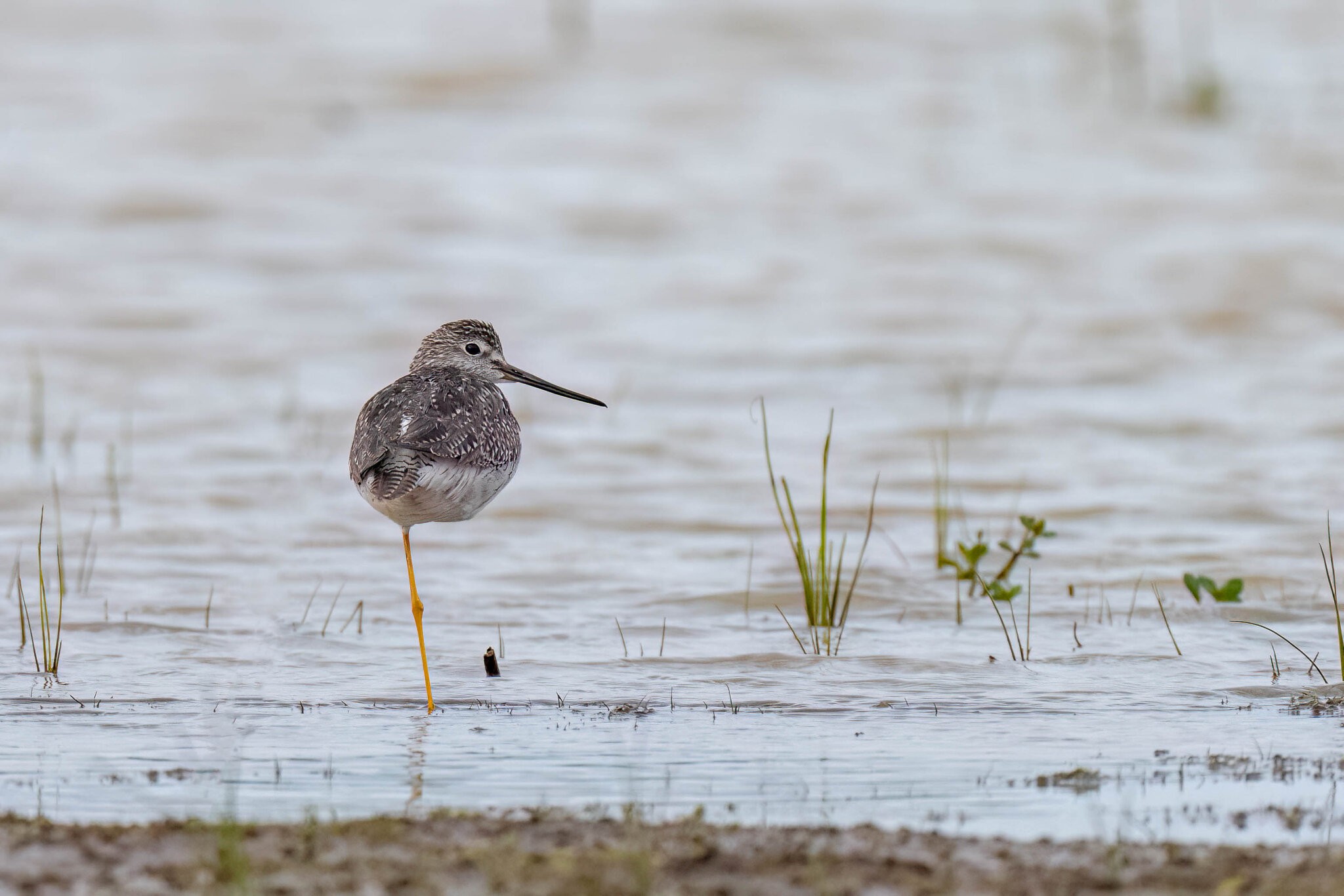 Greater Yellowlegs 2.jpg